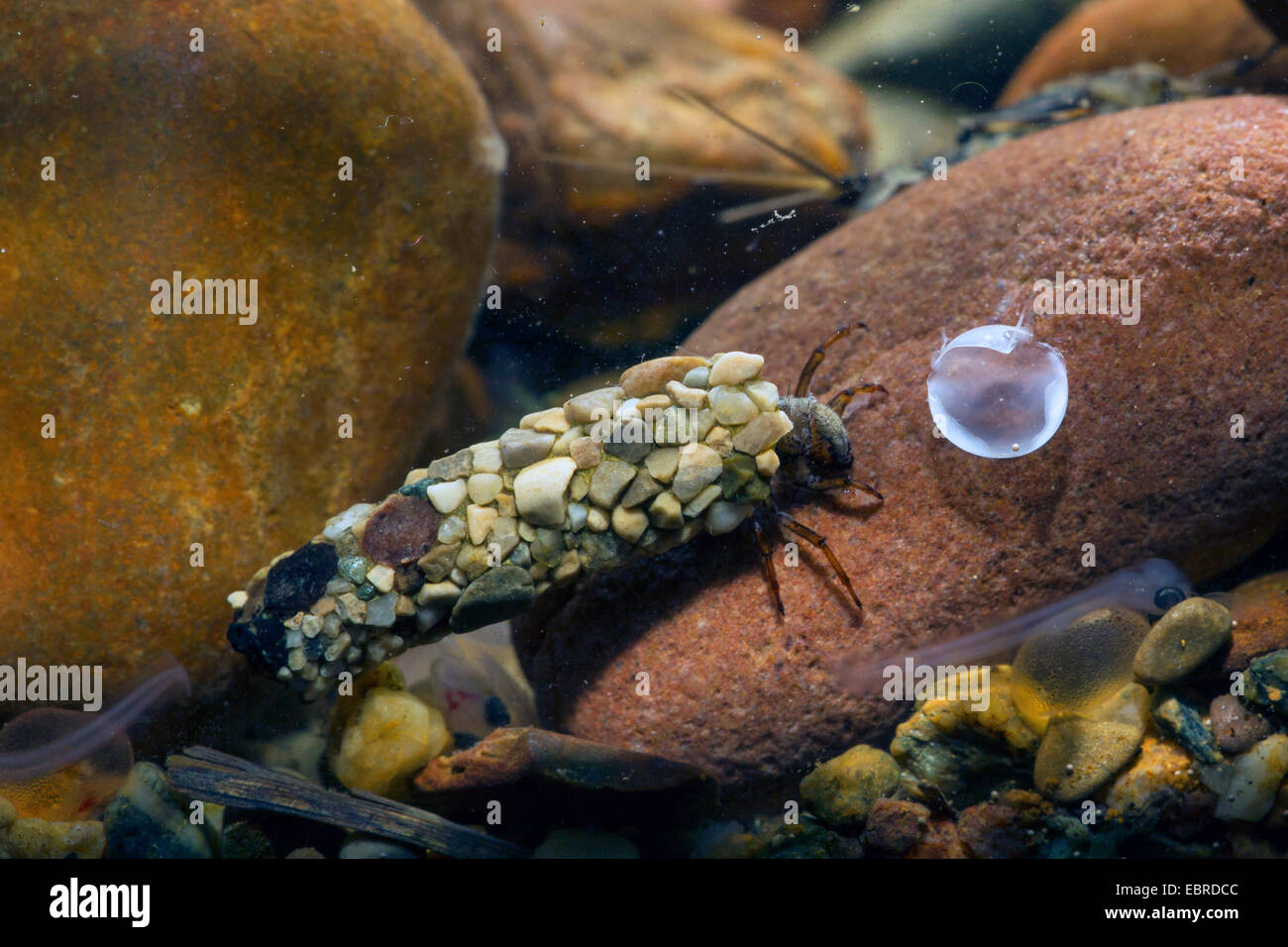caddis flies (Trichoptera), larva with case on pebble, Germany, Bavaria