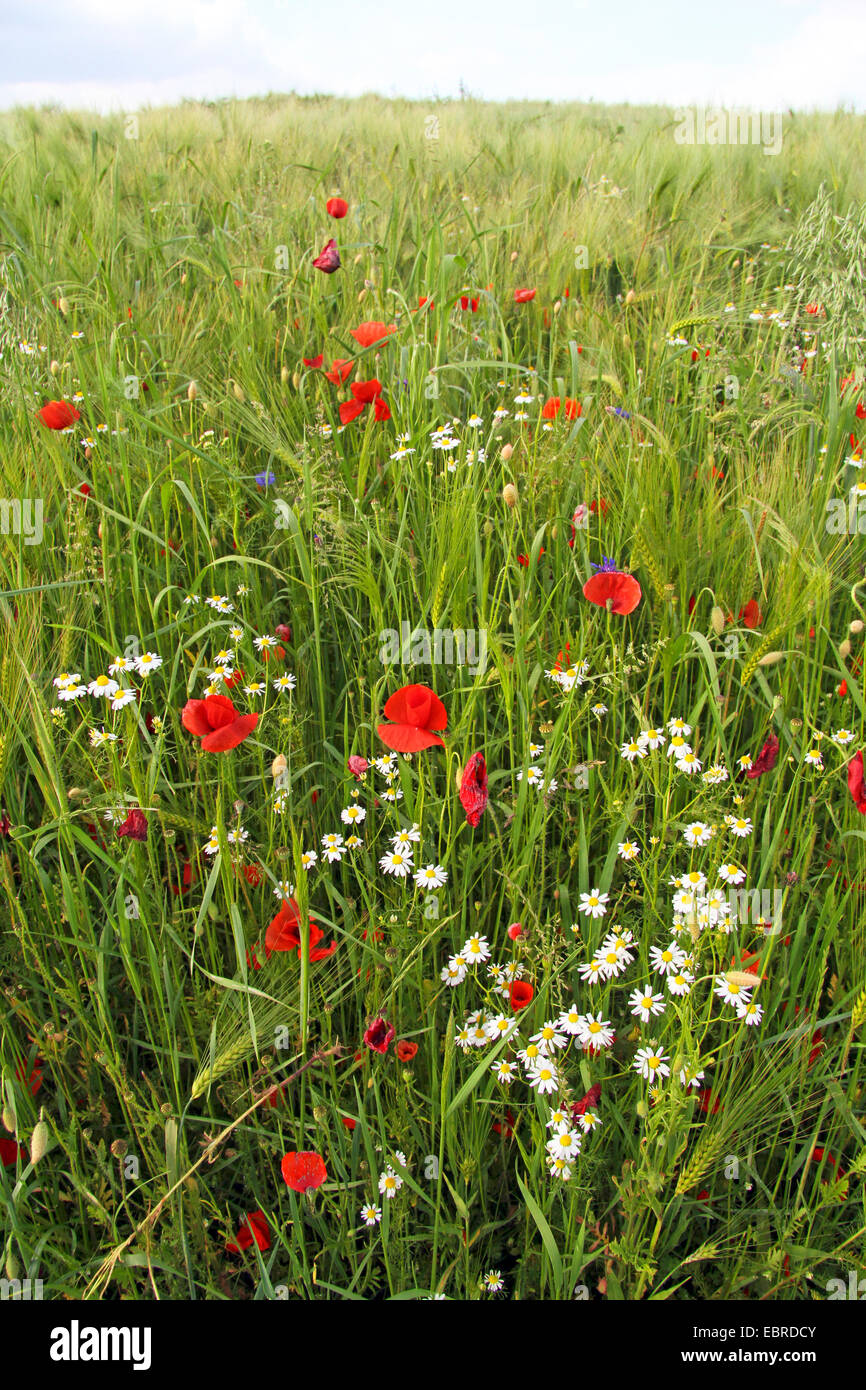 barley (Hordeum vulgare), barley field with poppy and chamolmille, Germany Stock Photo