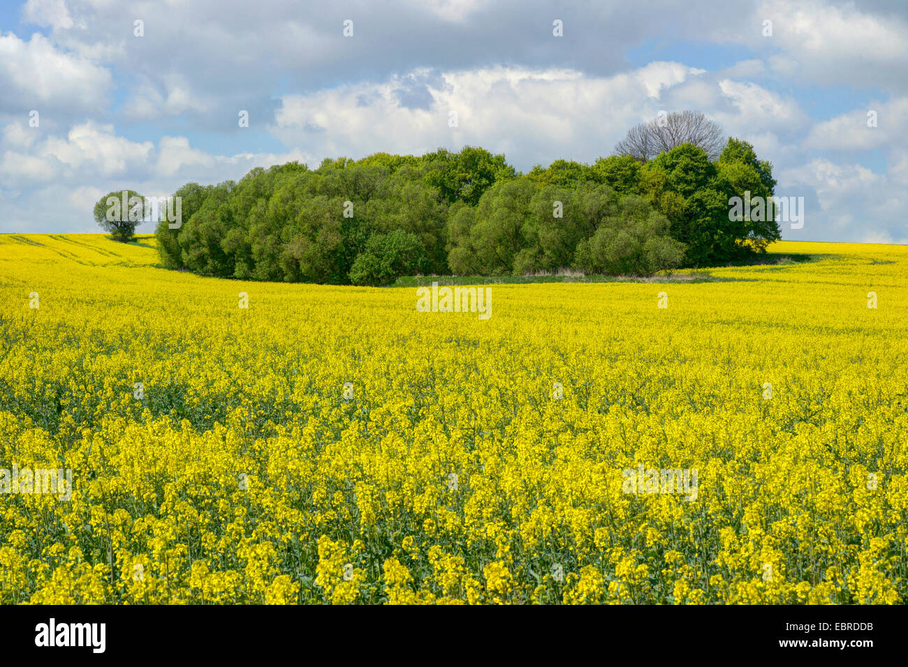 rape, turnip (Brassica napus), flowering rape field with groves, Germany, Hesse, Hessisches Bergland Stock Photo