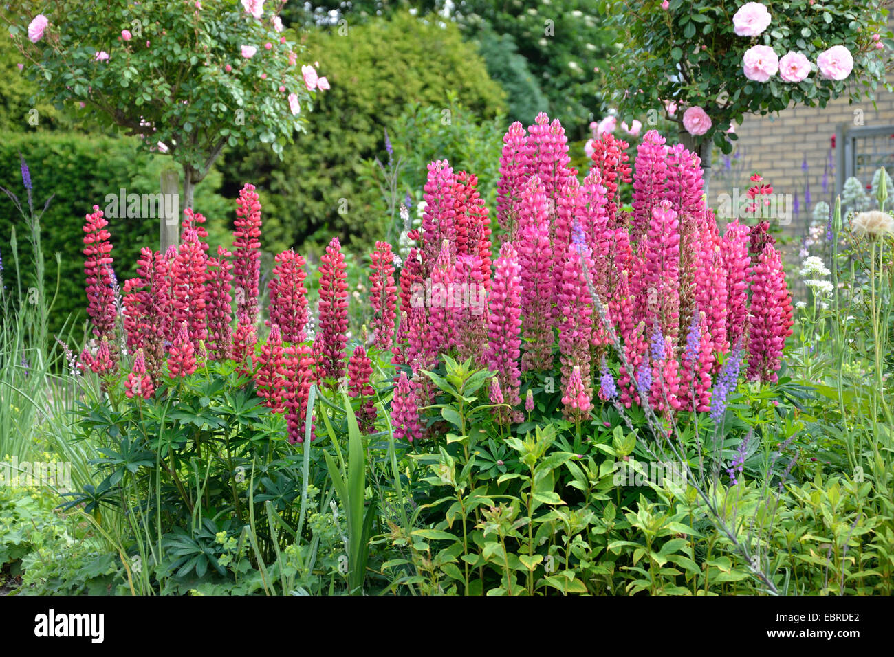 bigleaf lupine, many-leaved lupine, garden lupin (Lupinus polyphyllus), with pink blossoms in a front yard, Netherlands, Zeeland, Groede Stock Photo