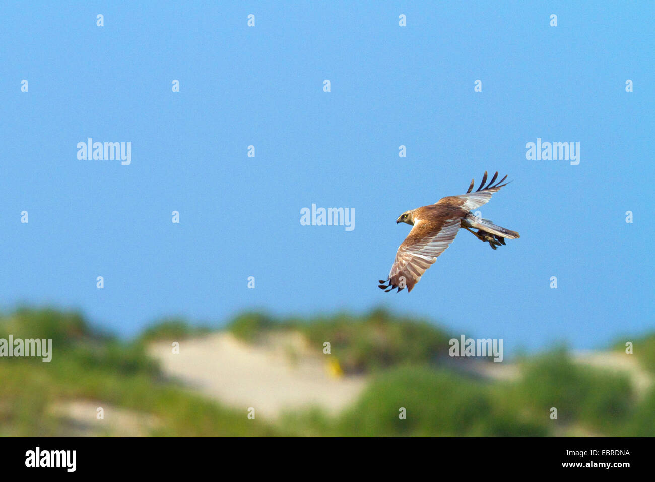 Western Marsh Harrier (Circus aeruginosus), flying, with prey in the talon, Germany, Lower Saxony, Norderney Stock Photo