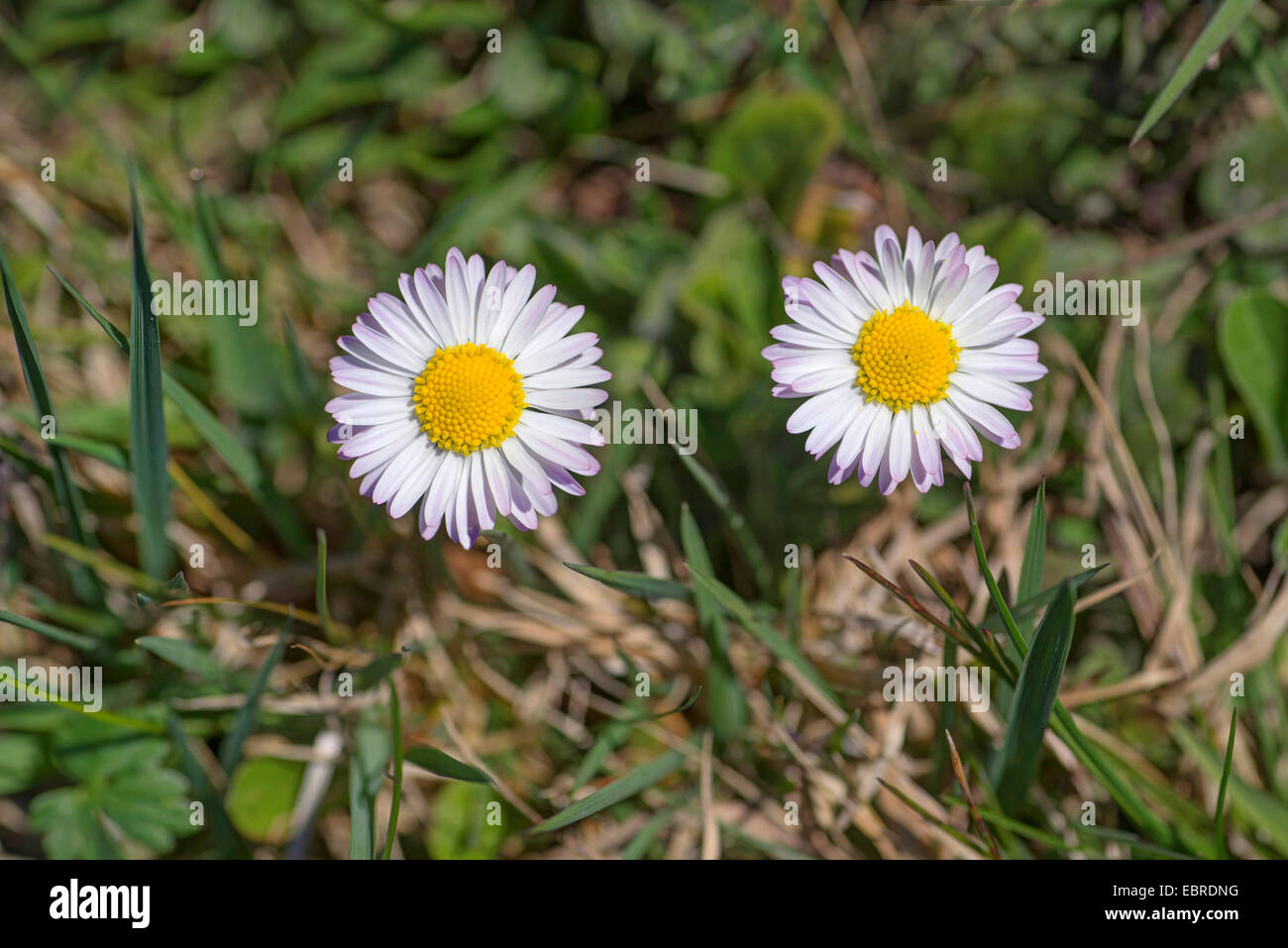 annual daisy (Bellis annua), blooming in a meadow, Germany, Bavaria, Oberbayern, Upper Bavaria Stock Photo