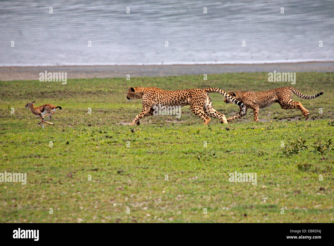 cheetah (Acinonyx jubatus), two cheetahs hunting a gazelle, Serengeti National Park Stock Photo