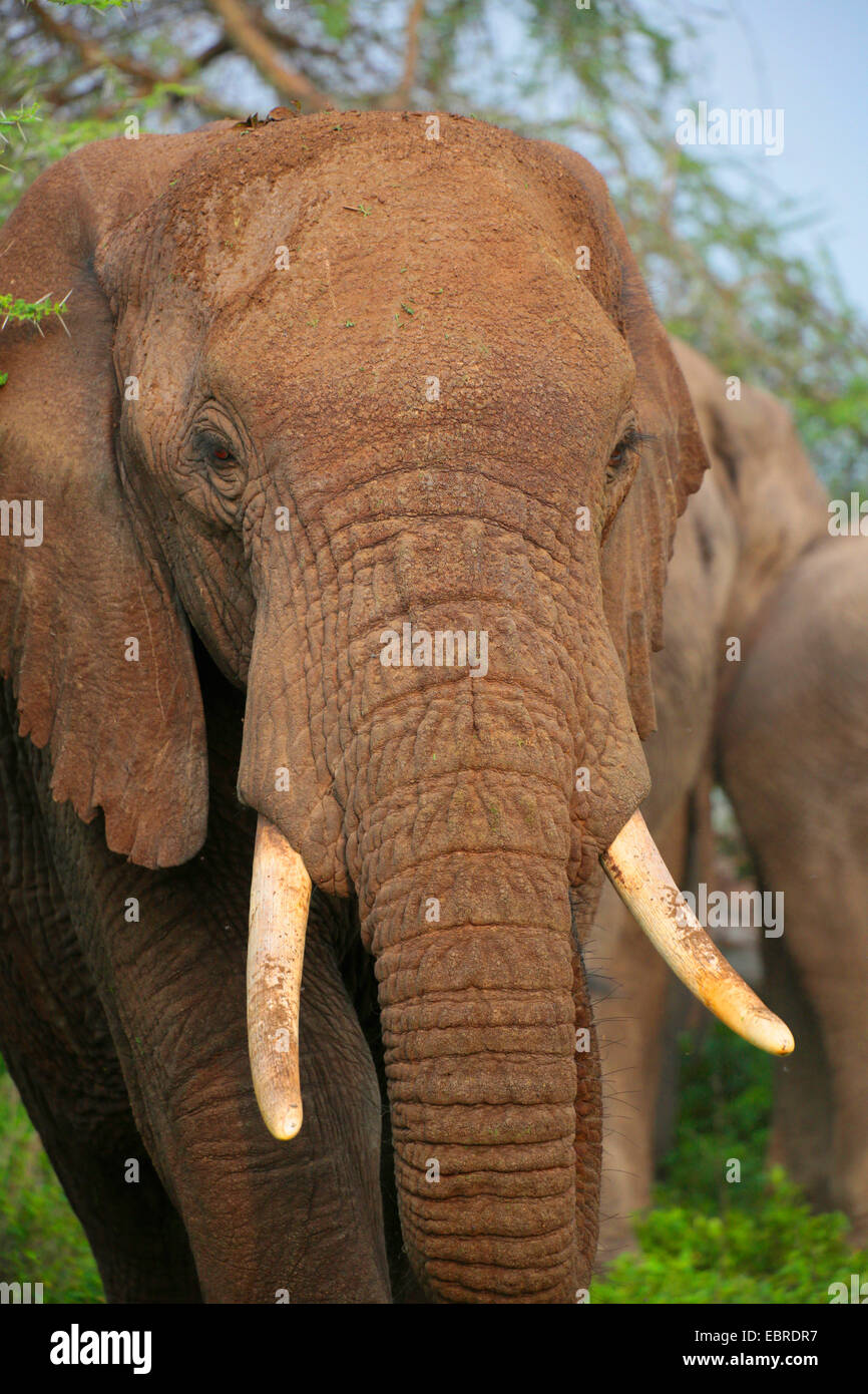 Elephant teeth hi-res stock photography and images - Alamy