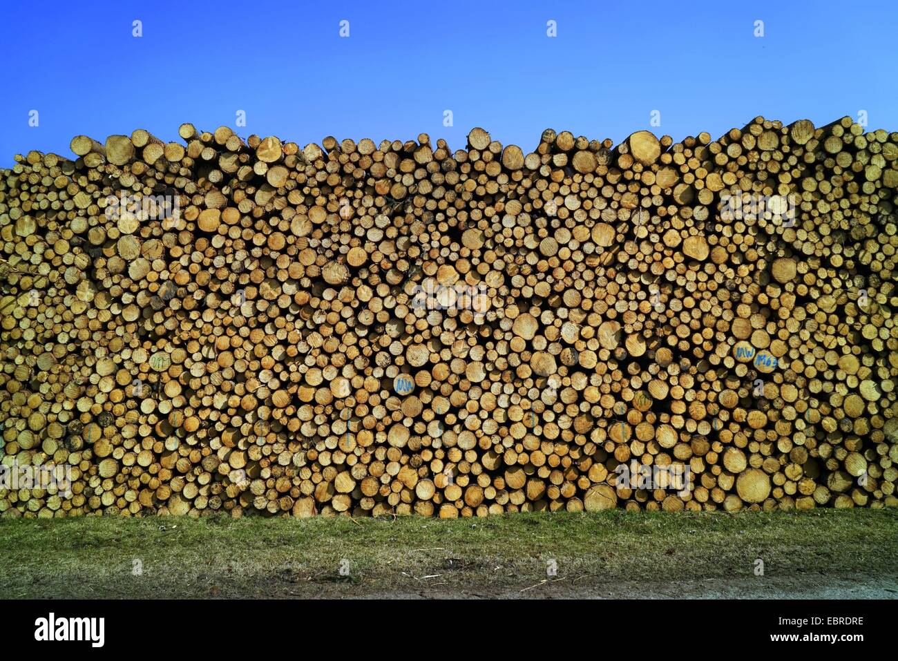 Norway spruce (Picea abies), piled and marked spruce logs, Germany, Bavaria, Oberbayern, Upper Bavaria Stock Photo