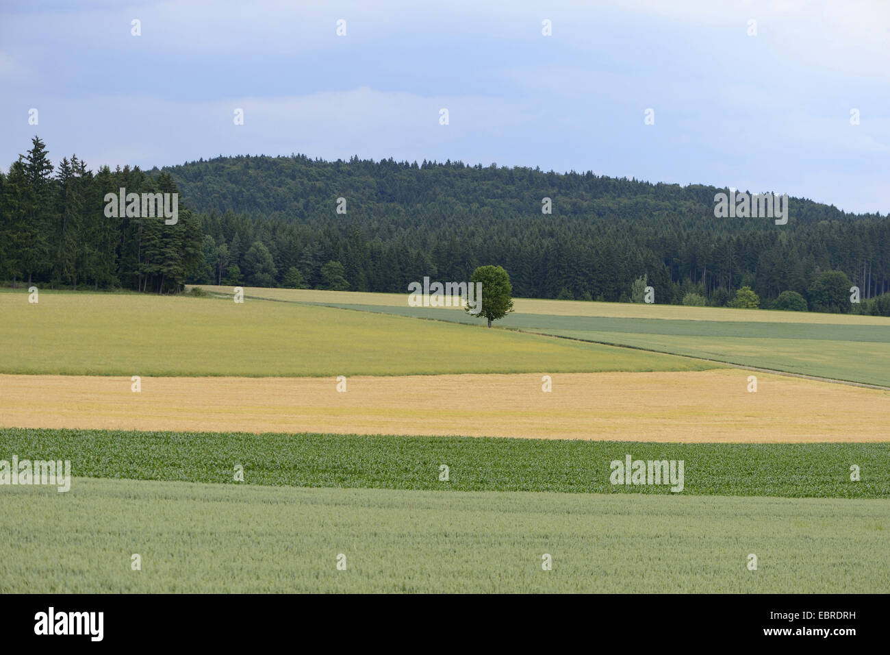 Landscape of a tree in the middle of diffrent corn fields and a forest in the background, Germany, Bavaria, Oberpfalz Stock Photo