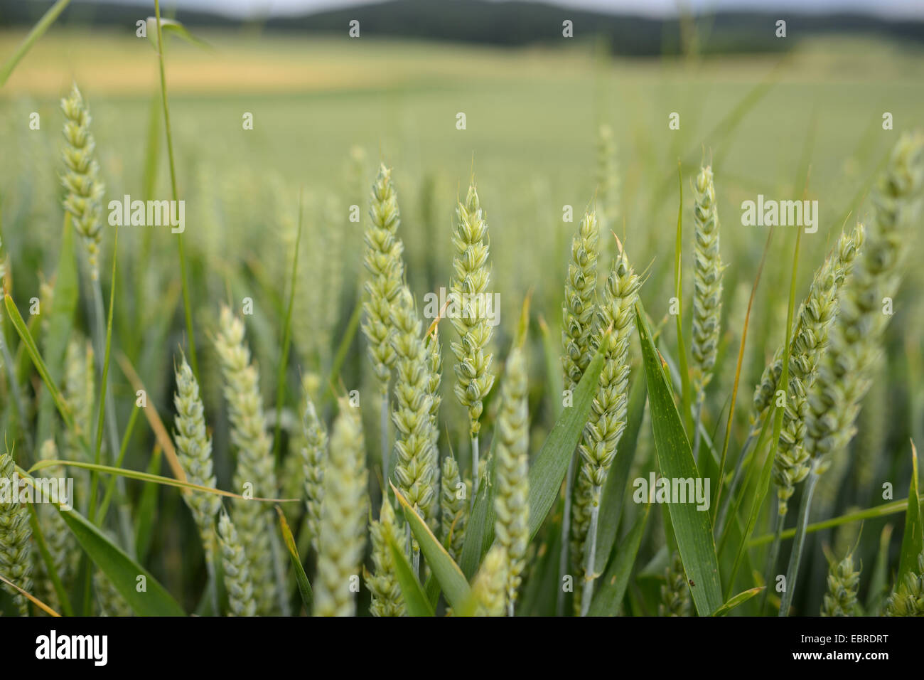 bread wheat, cultivated wheat (Triticum aestivum), wheatfield, Germany, Bavaria, Oberpfalz Stock Photo