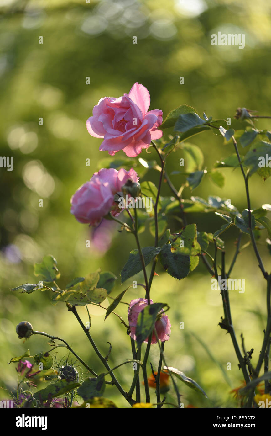 rose (Rosa spec.), pink roses in backlight Stock Photo Alamy