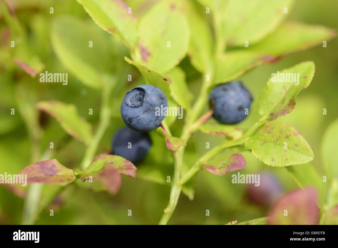 dwarf bilberry, blueberry, huckleberry, low billberry (Vaccinium