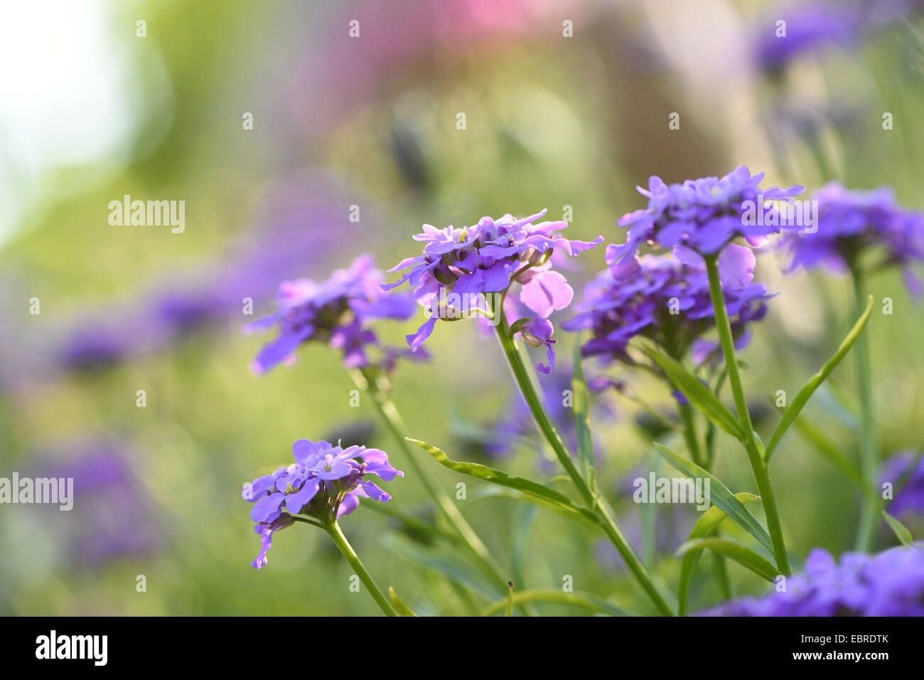 globe candytuft, umbellate candytuft, common candy-tuft (Iberis umbellata), blooming Stock Photo