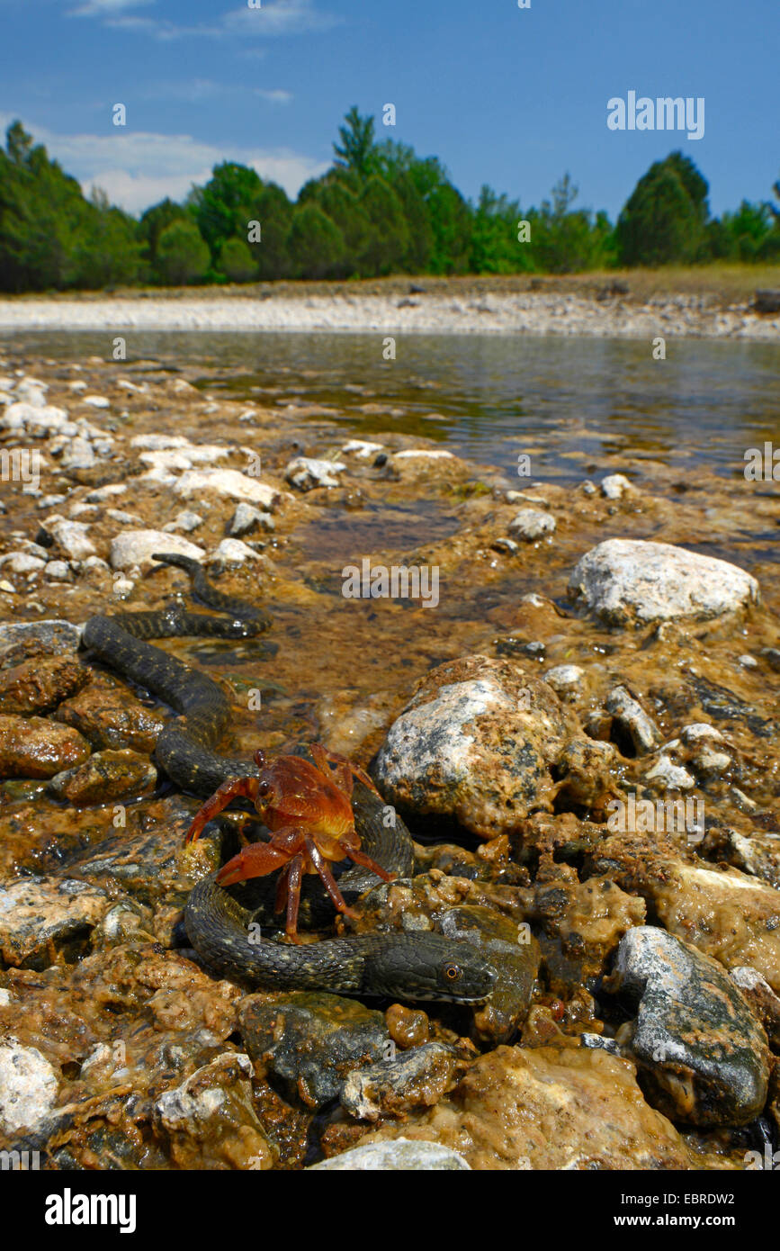 dice snake (Natrix tessellata), crab creeping on a water snake, Turkey, Lycia, Dalyan, Mugla Stock Photo