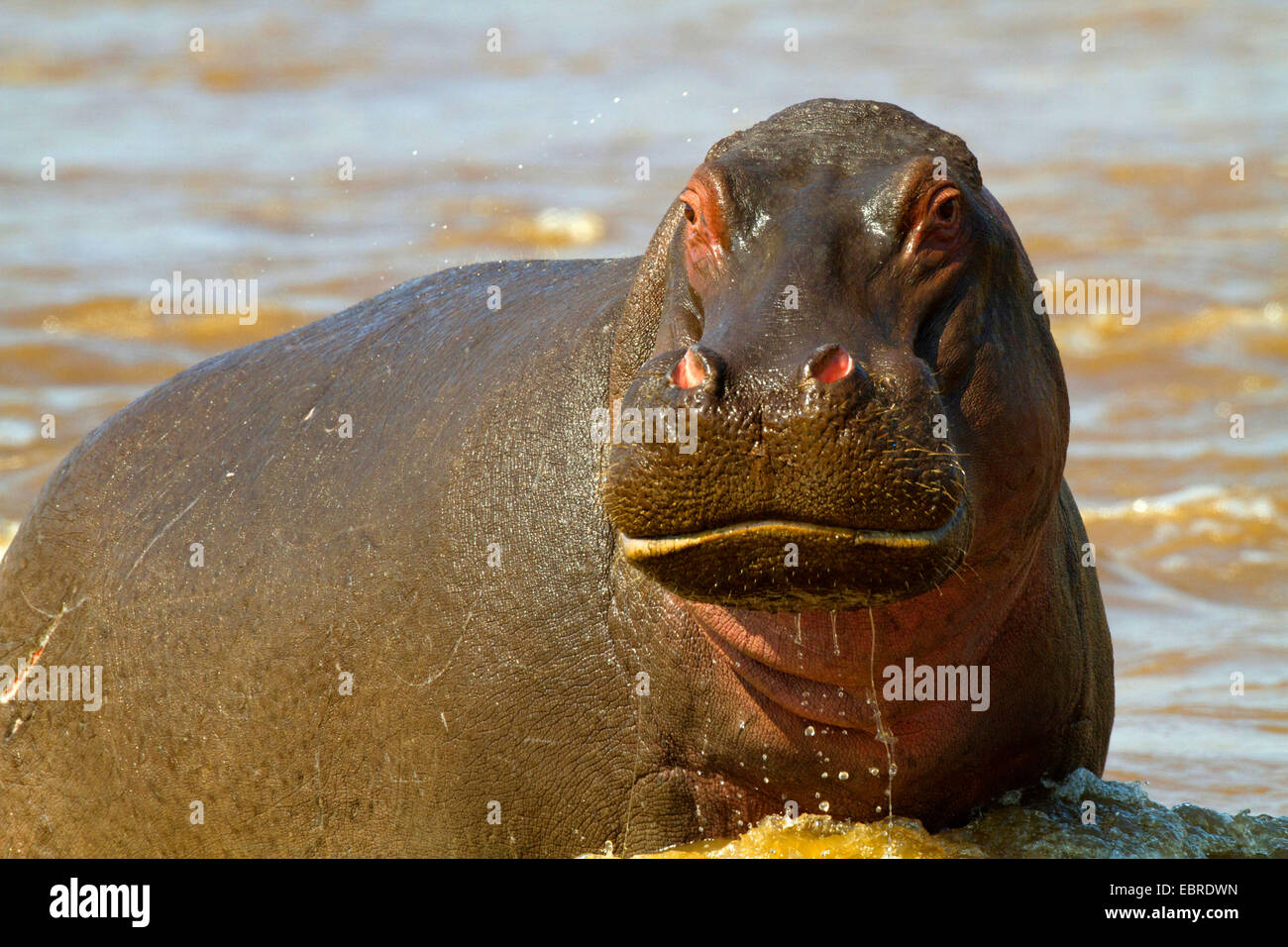 hippopotamus, hippo, Common hippopotamus (Hippopotamus amphibius), barthing, Kenya, Masai Mara National Park Stock Photo