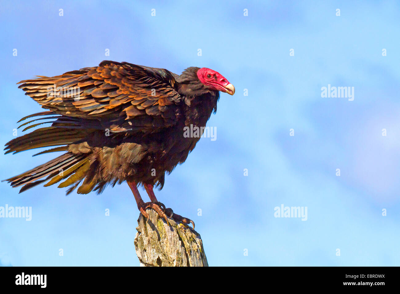 turkey vulture (Cathartes aura), sitting on a post, Antarctica, Falkland Islands, Carcass Island, Falkland Inseln Stock Photo