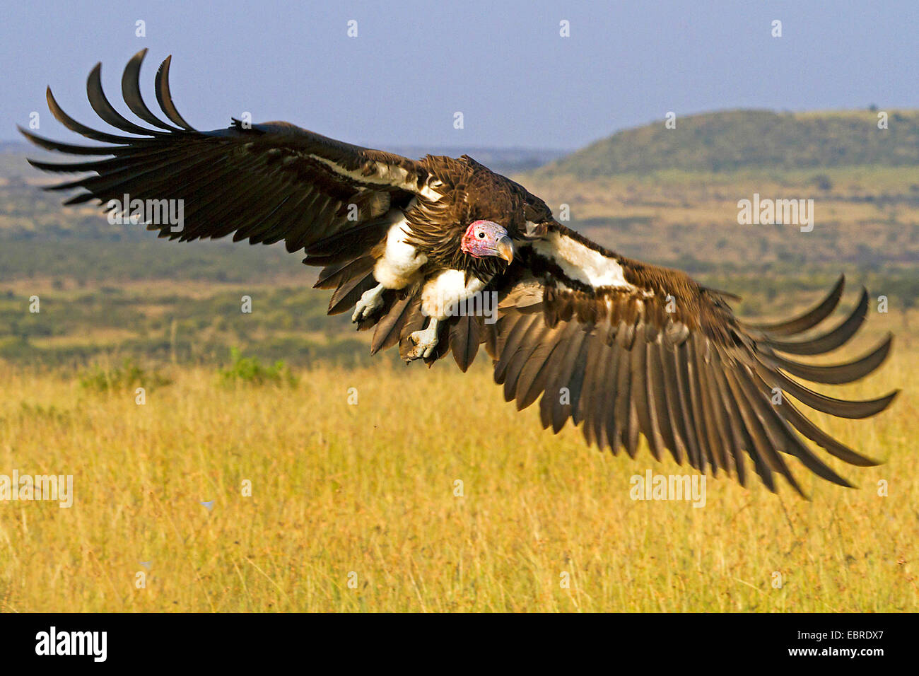 lappet-faced vulture (Aegypius tracheliotus, Torgos tracheliotus), flying over savannah, Kenya, Masai Mara National Park Stock Photo