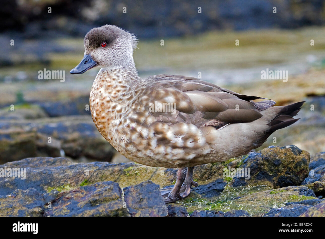 crested duck (Lophonetta specularoides, Anas specularioides), on the rock coast, Antarctica, Falkland Islands Stock Photo