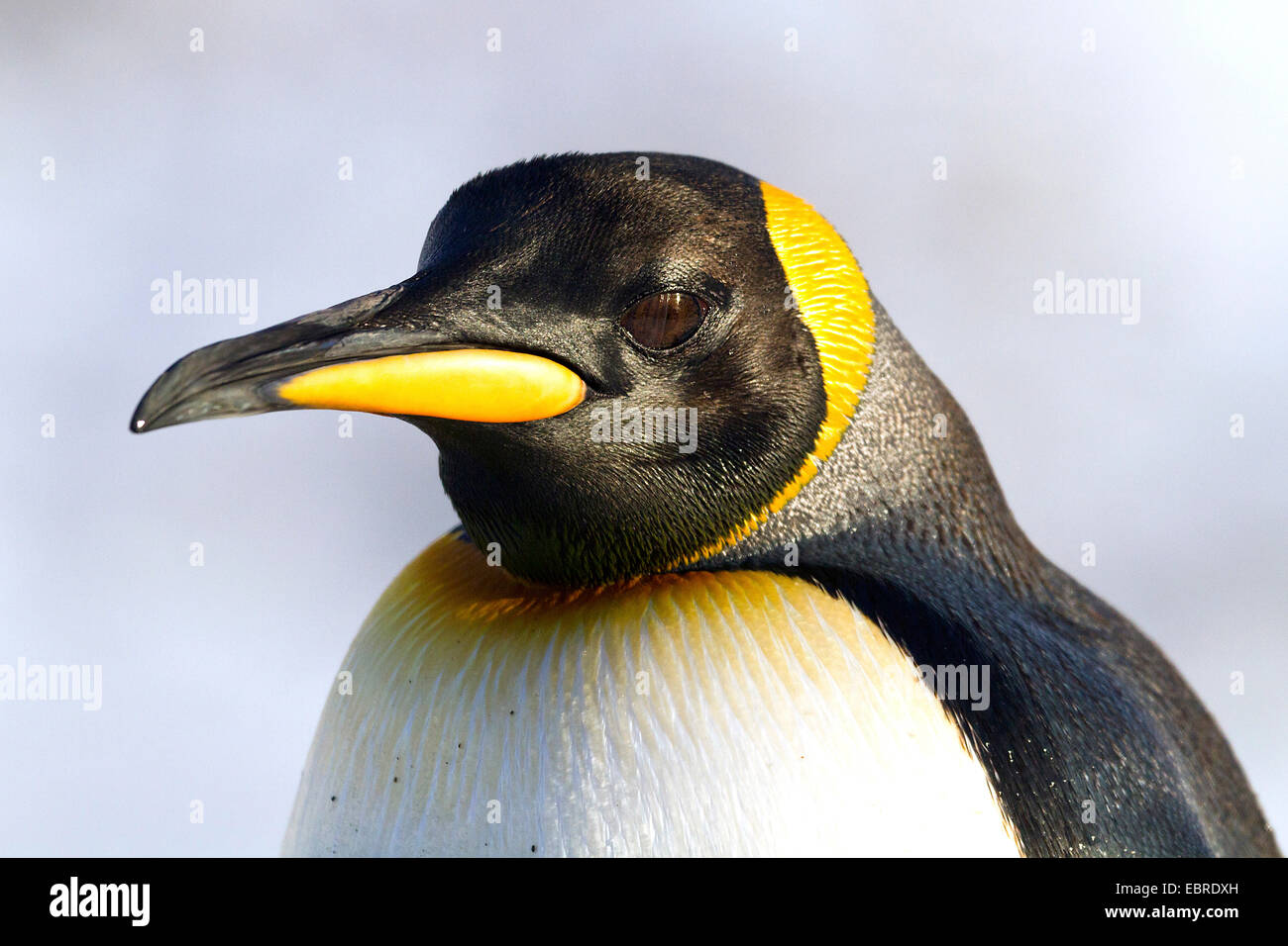 king penguin (Aptenodytes patagonicus), portrait, Antarctica, Suedgeorgien Stock Photo