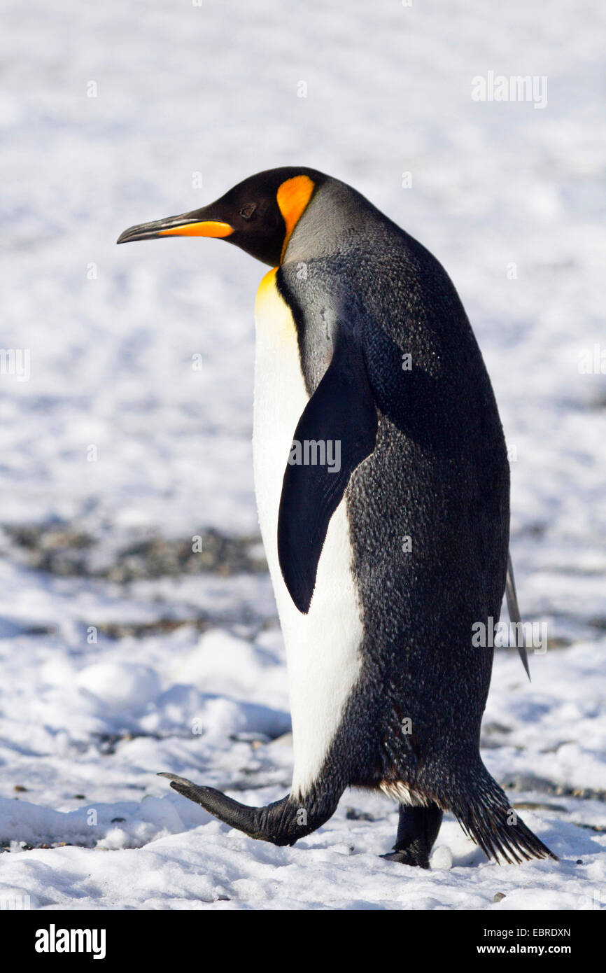 king penguin (Aptenodytes patagonicus), walking through the snow, Antarctica, Suedgeorgien Stock Photo
