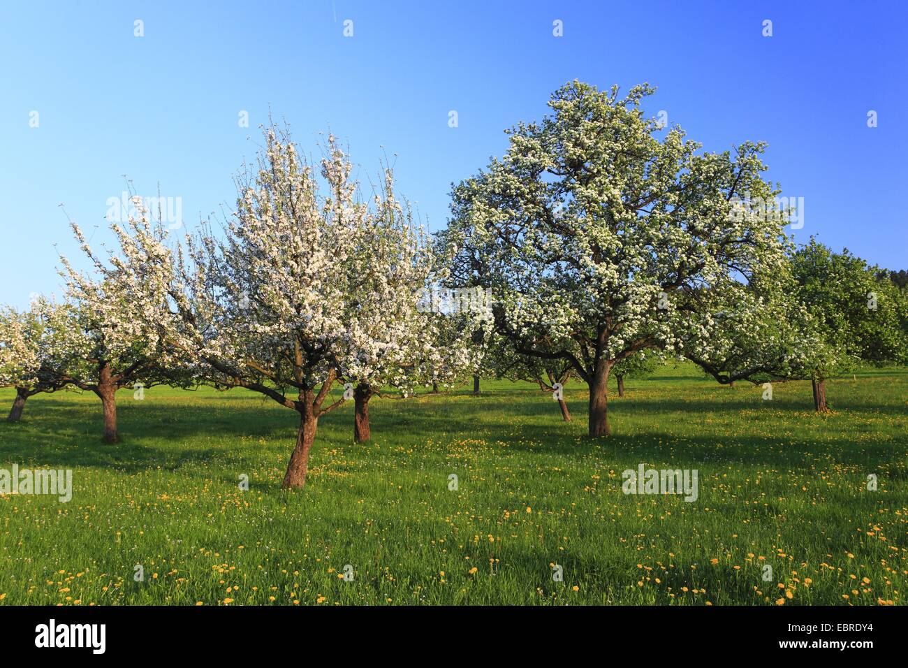 fully blooming fruit tree meadow, Switzerland Stock Photo