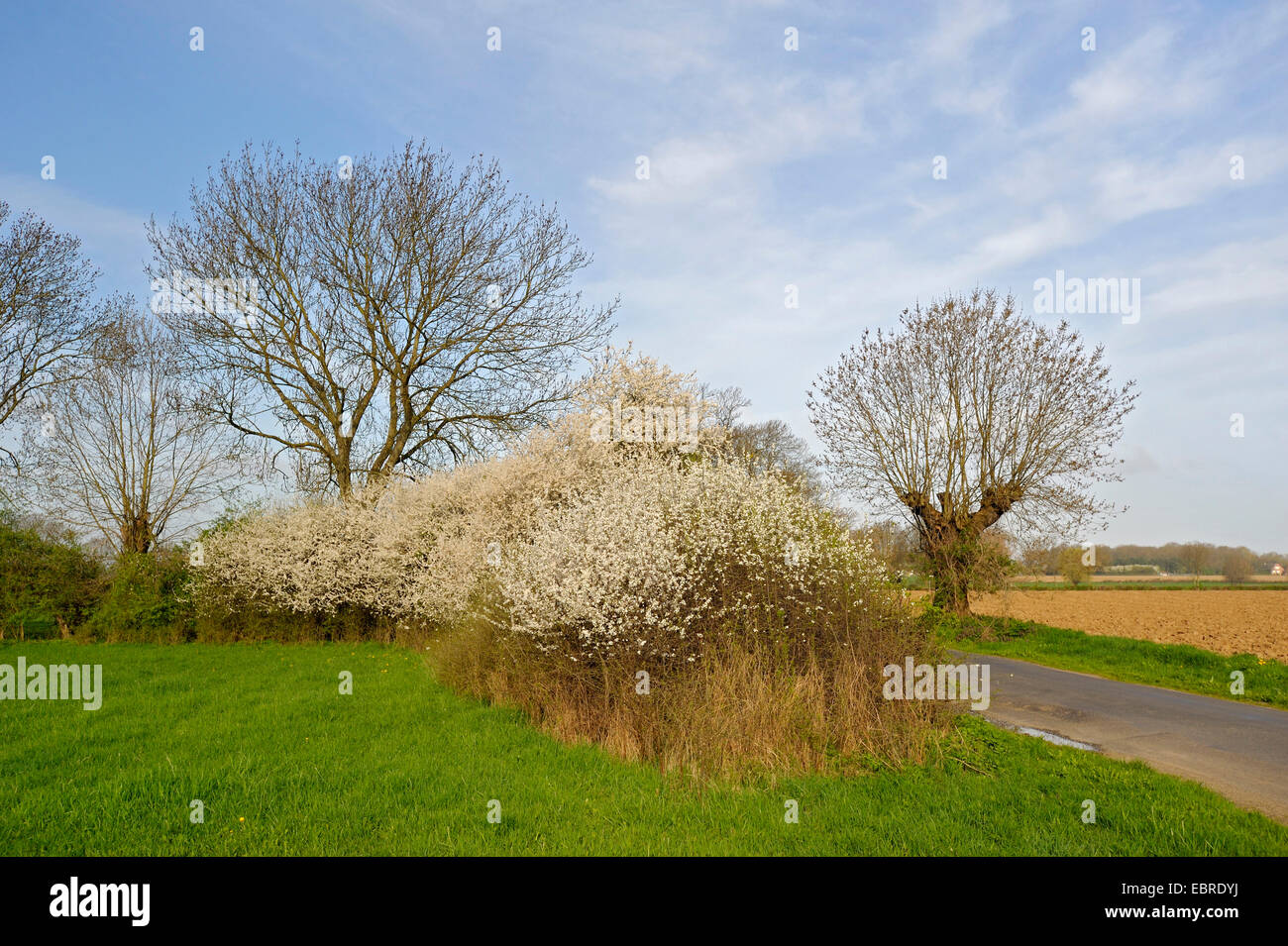 blackthorn, sloe (Prunus spinosa), blooming blackthorn and pollarded willows hedge, Germany, North Rhine-Westphalia, Lower Rhine Stock Photo
