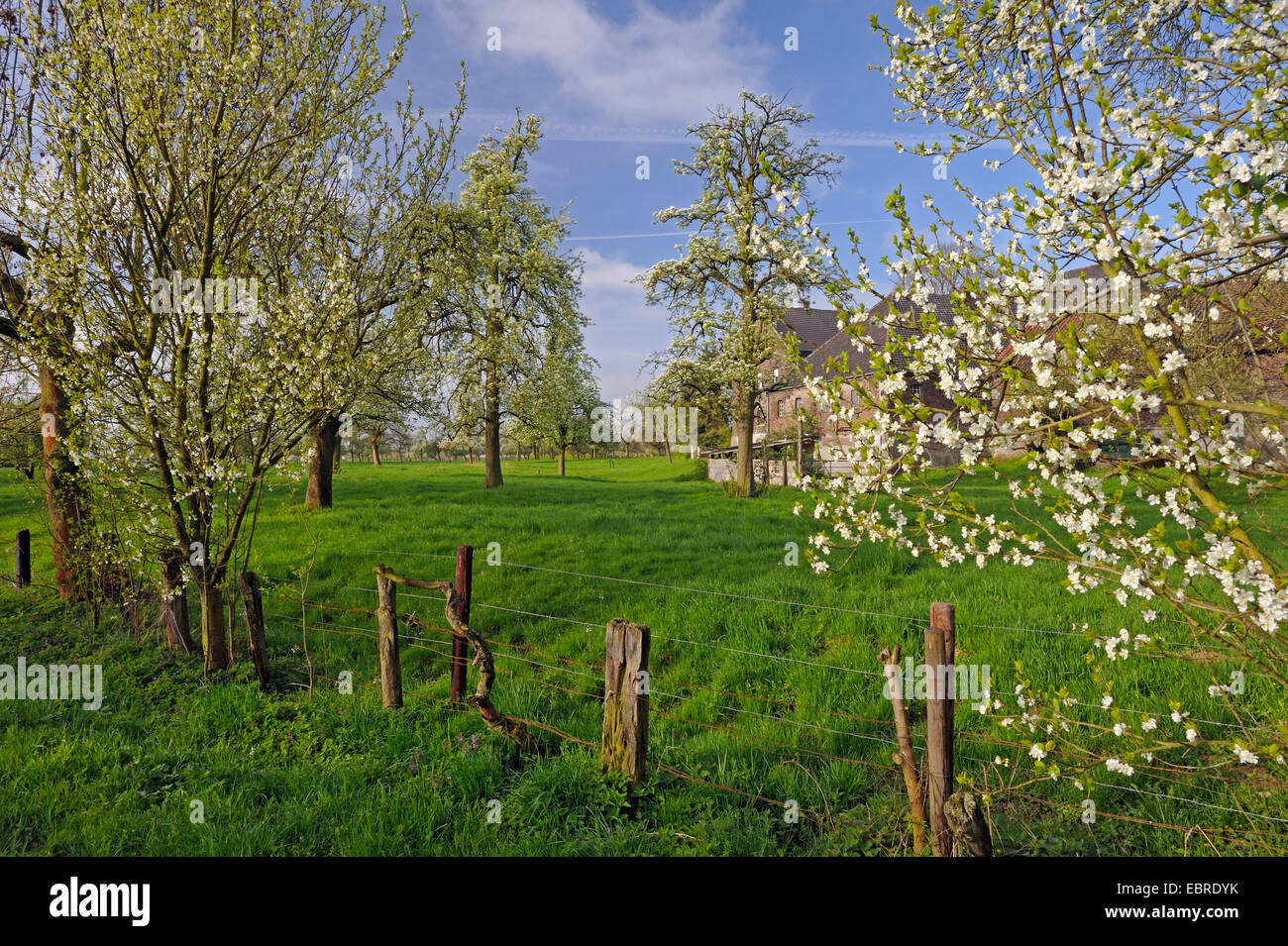common pear (Pyrus communis), blooming fruit trees in a meadow, Germany, North Rhine-Westphalia, Lower Rhine, Loehnen Stock Photo