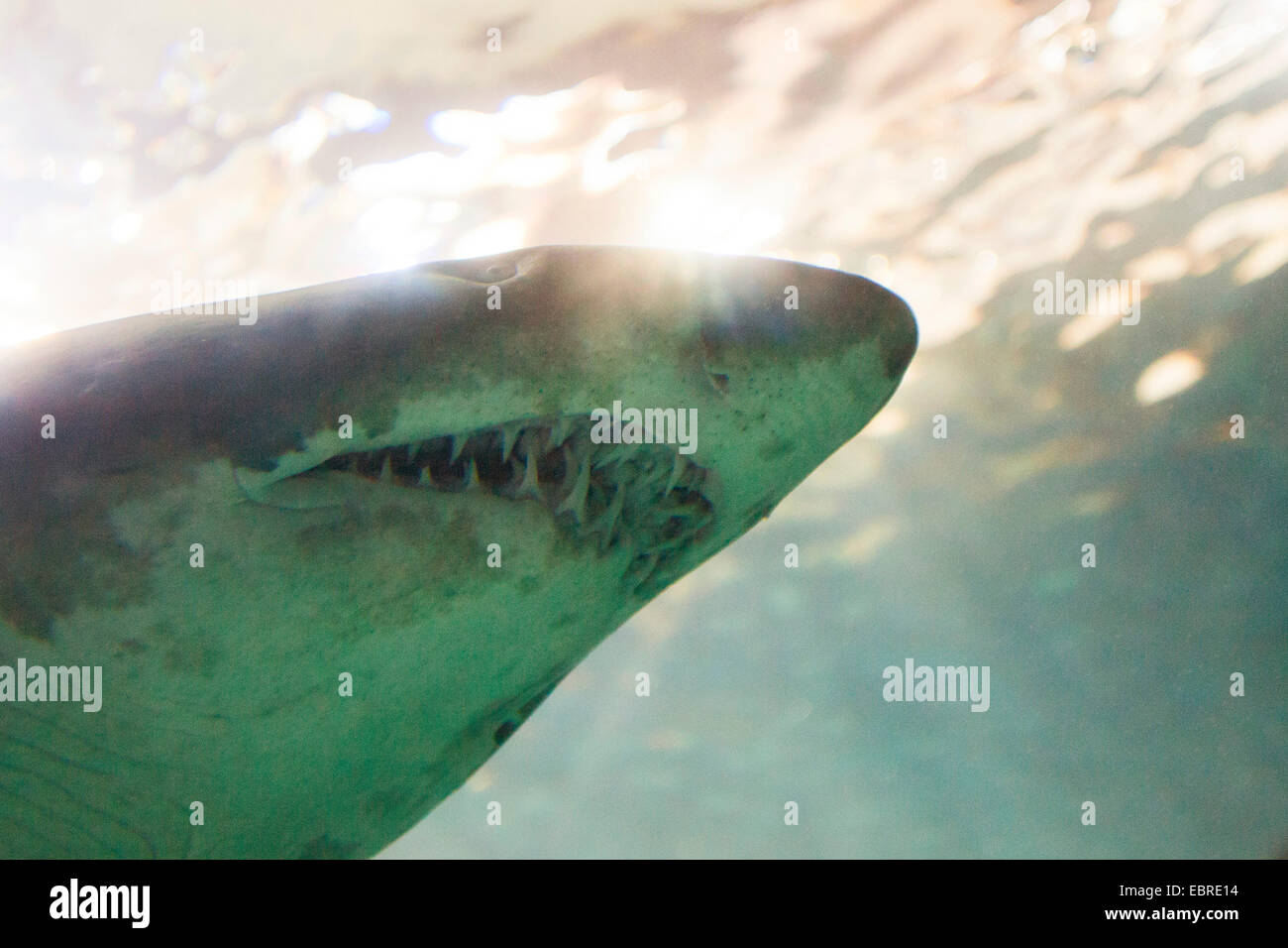 Sand shark, Sand tiger shark, Sandtiger shark, Gray nurse shark (Eugomphodus taurus, Carcharias taurus, Carcharias arenarius, Odontaspis taurus), portrait Stock Photo