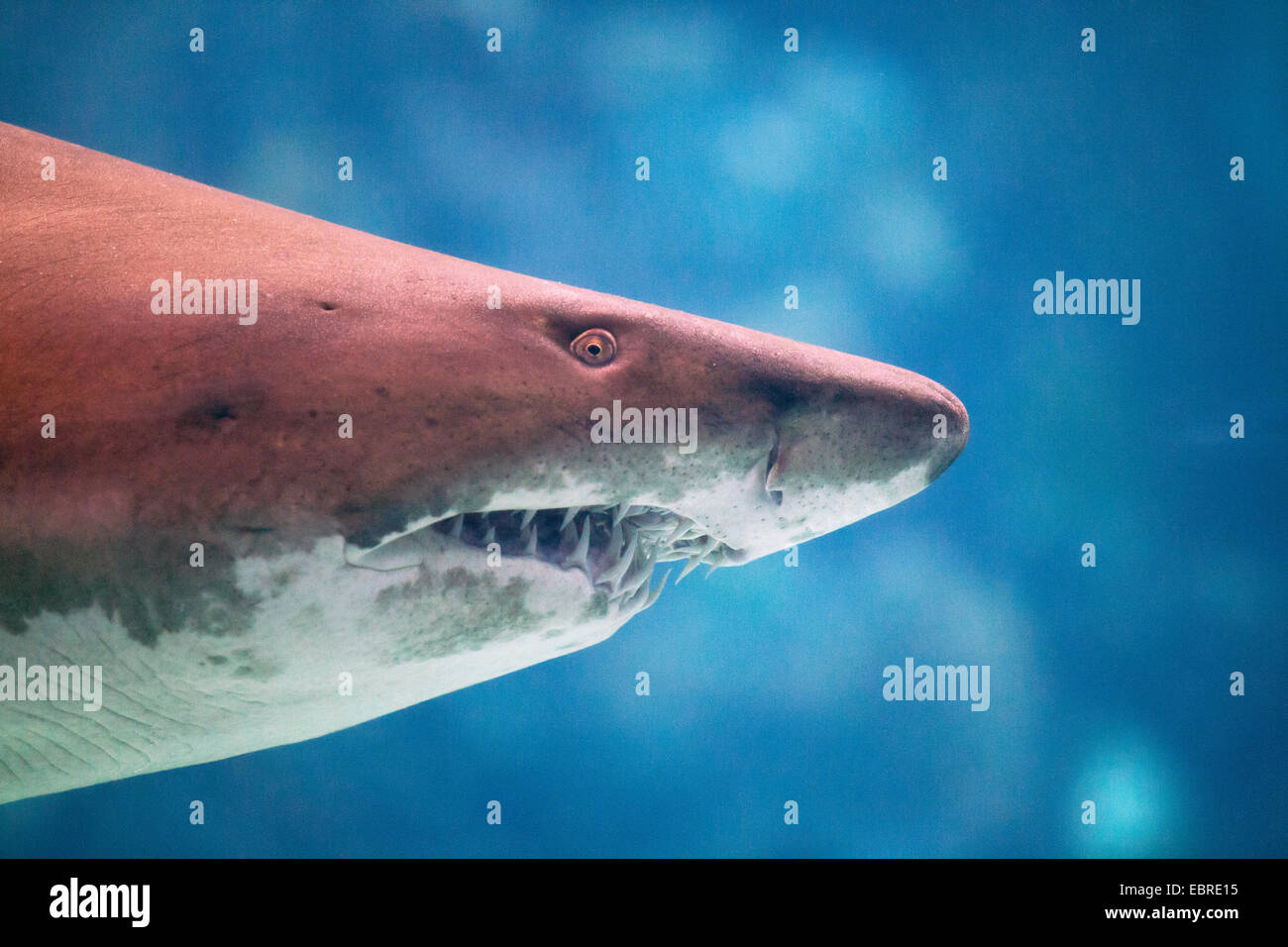 Sand shark, Sand tiger shark, Sandtiger shark, Gray nurse shark (Eugomphodus taurus, Carcharias taurus, Carcharias arenarius, Odontaspis taurus), portrait Stock Photo