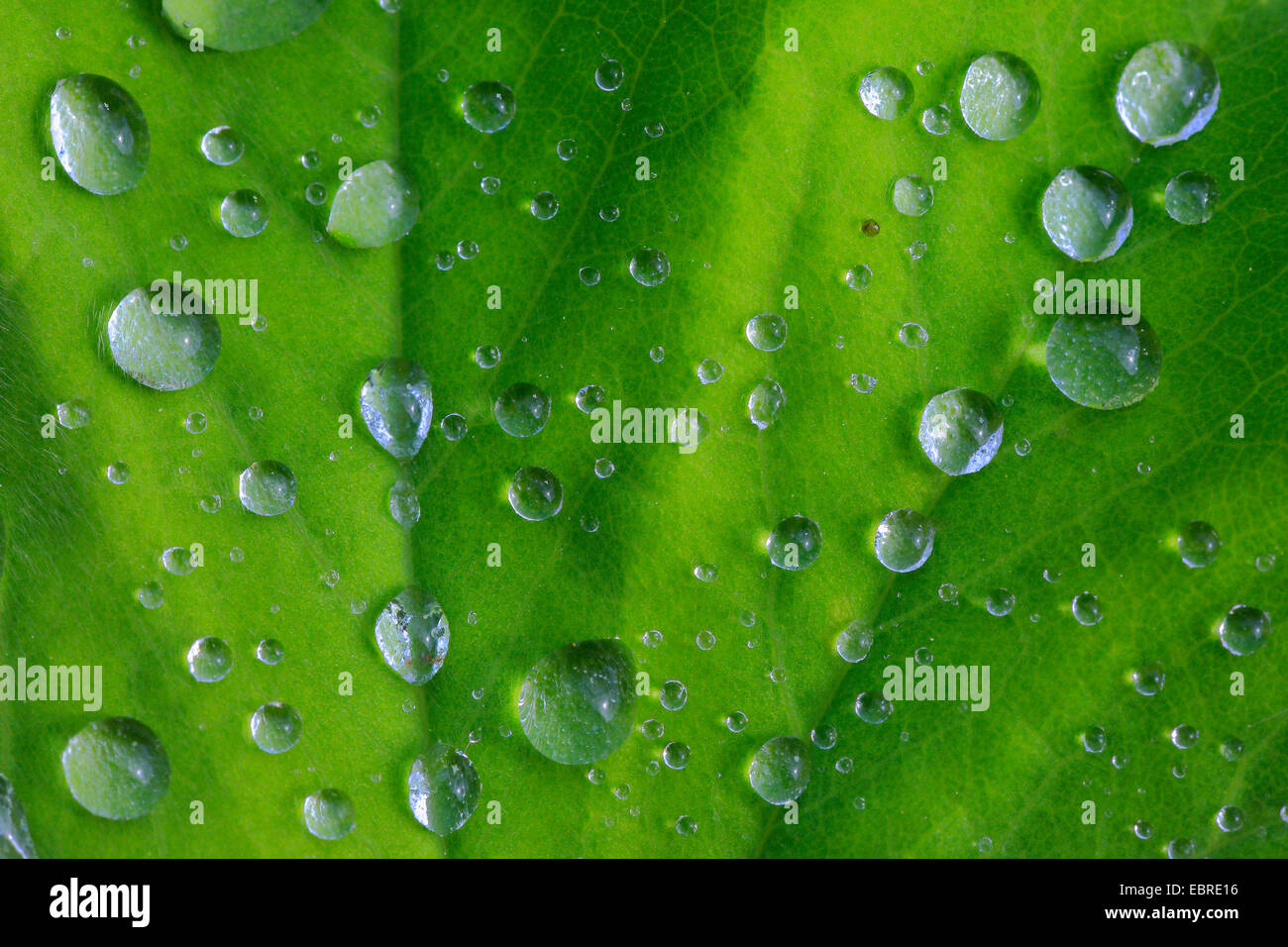 Lady's-mantle (Alchemilla spec.), waterdrops on a leaf, Switzerland Stock Photo