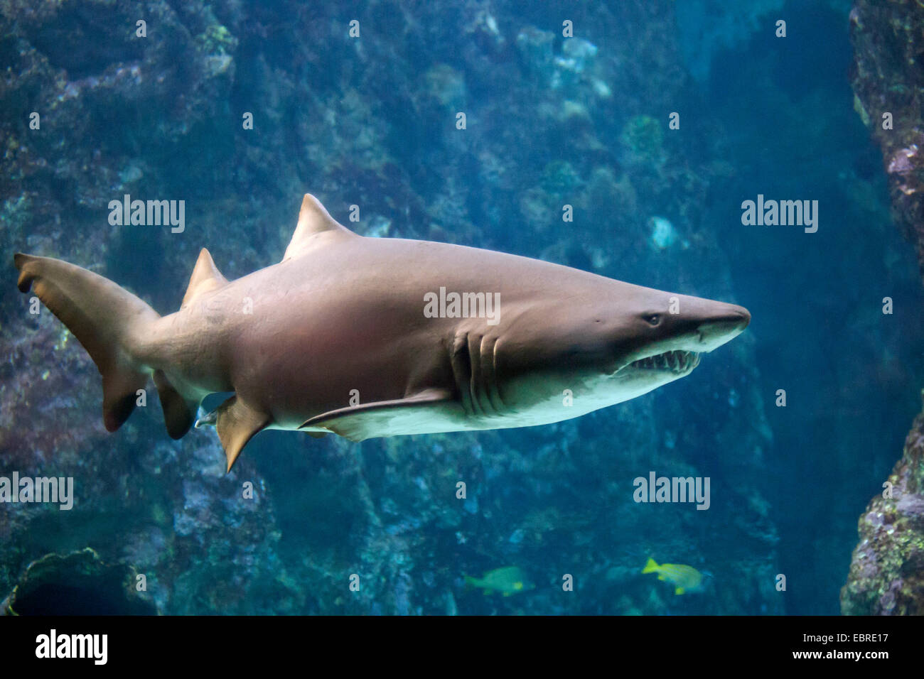 Sand shark, Sand tiger shark, Sandtiger shark, Gray nurse shark (Eugomphodus taurus, Carcharias taurus, Carcharias arenarius, Odontaspis taurus), swimming Stock Photo