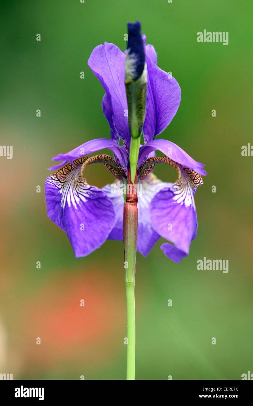 Siberian Iris, Siberian flag (Iris sibirica), flower, Germany Stock Photo