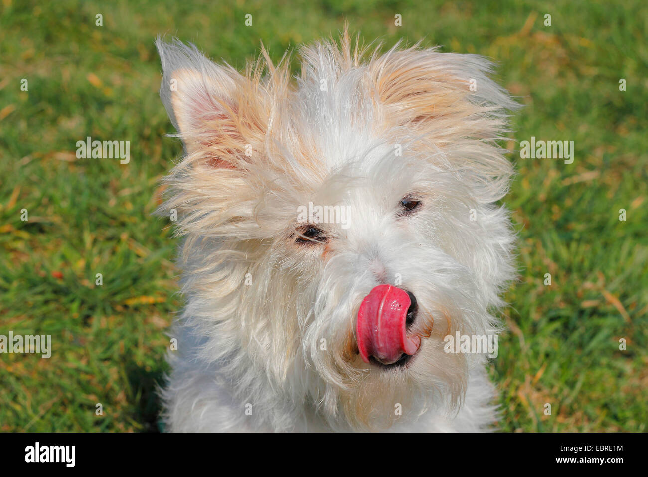 mixed breed dog (Canis lupus f. familiaris), nine year old male, Malteser Jack Russell mixed breed Stock Photo