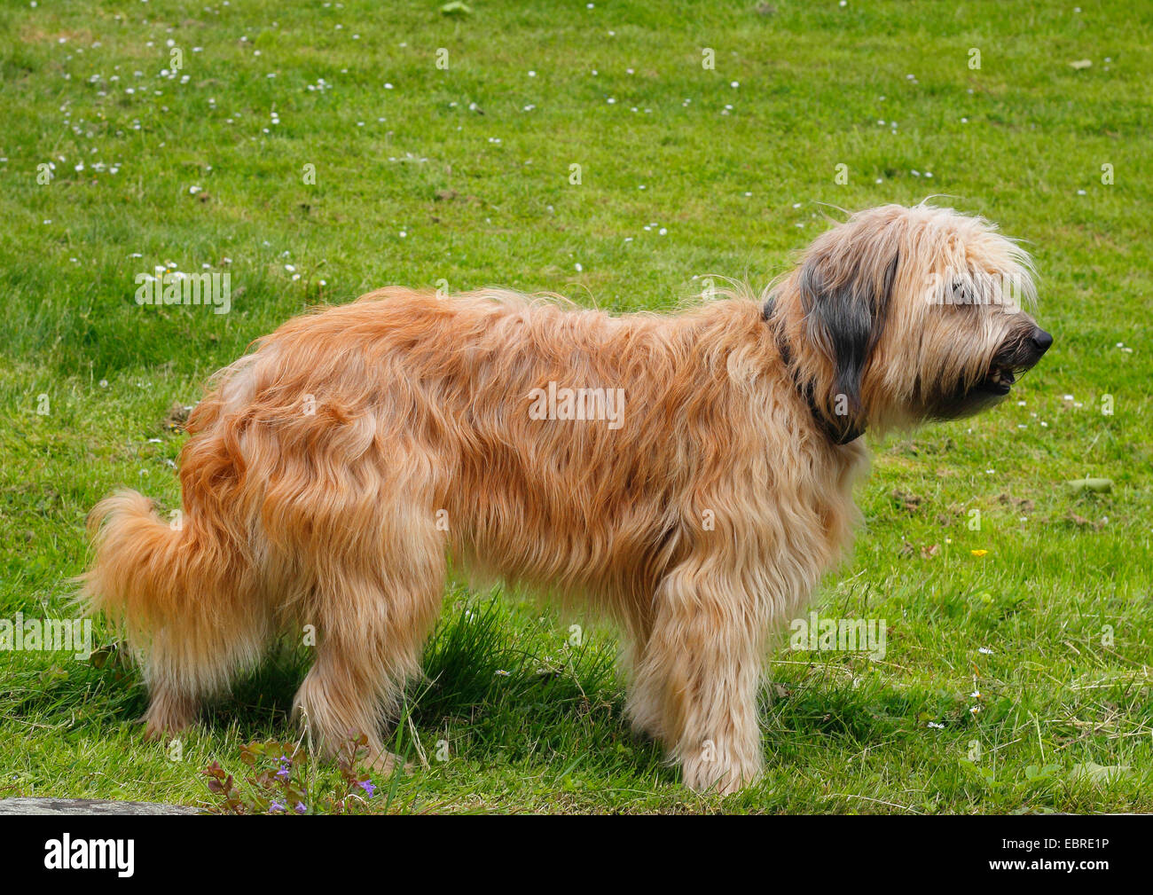 Catalan Sheepdog (Canis lupus f. familiaris), three year old female, Germany Stock Photo