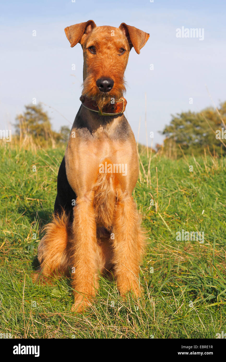 Airedale Terrier (Canis lupus f. familiaris), two year old female sits in a meadow, Germany Stock Photo