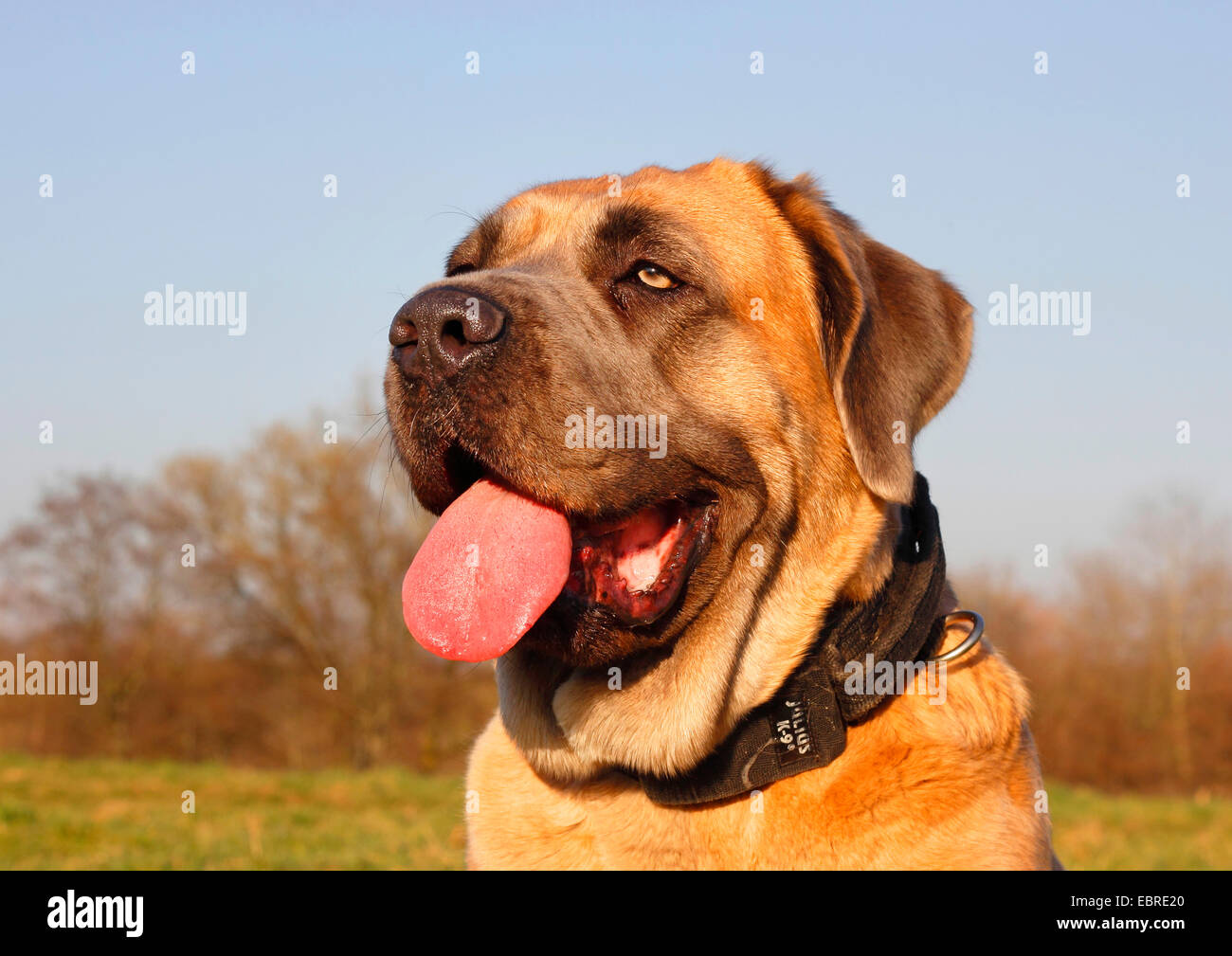 Cane Corso Italiano (Canis lupus f. familiaris), two year old female, portrait, Germany Stock Photo