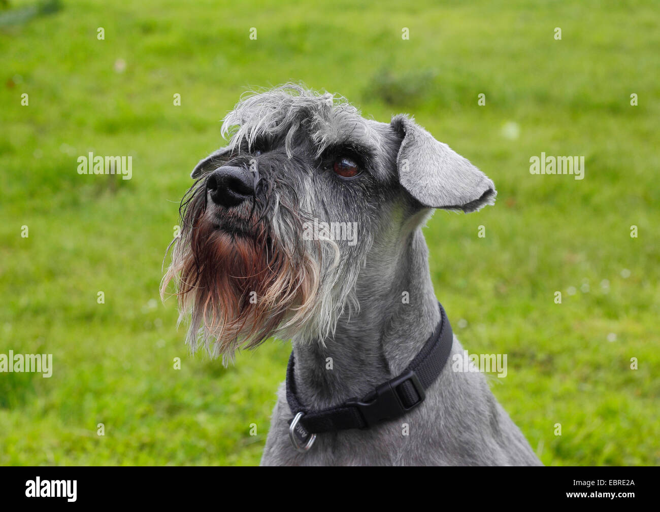 Miniature Schnauzer (Canis lupus f. familiaris), six year old female in a meadow, portrait, Germany Stock Photo