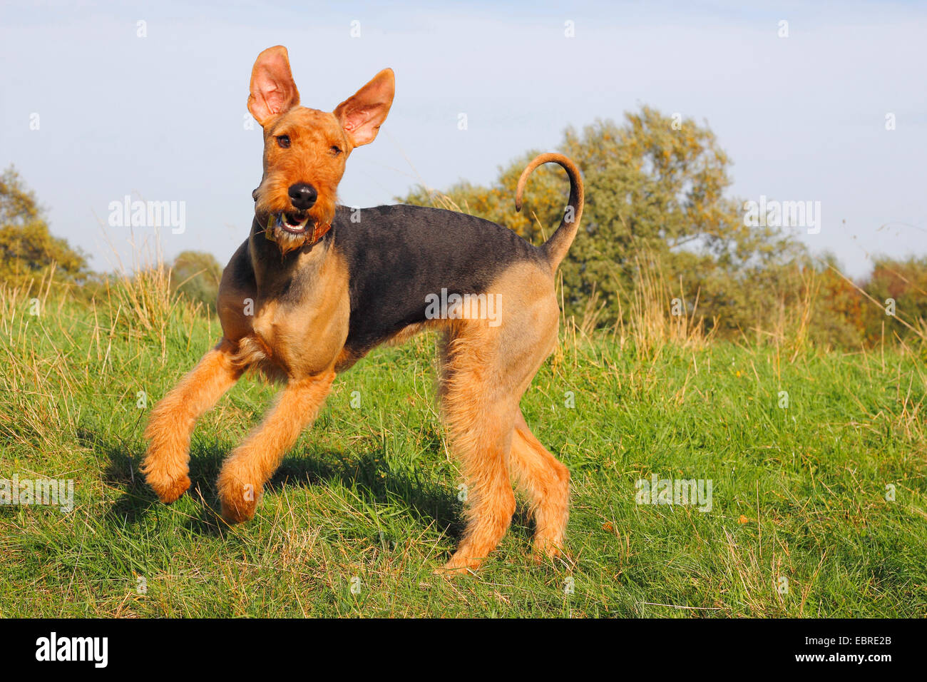 Airedale Terrier (Canis lupus f. familiaris), two year old female running in a meadow, Germany Stock Photo