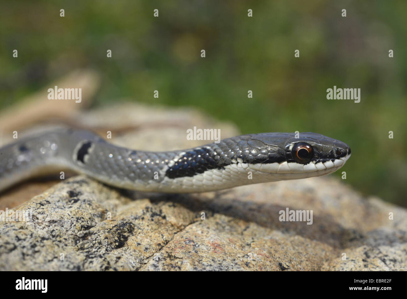 Collared Dwarf Racer, Red Whip Snake   (Platyceps collaris, Coluber rubriceps  ), winding over stones, Bulgaria, Biosphaerenreservat Ropotamo Stock Photo