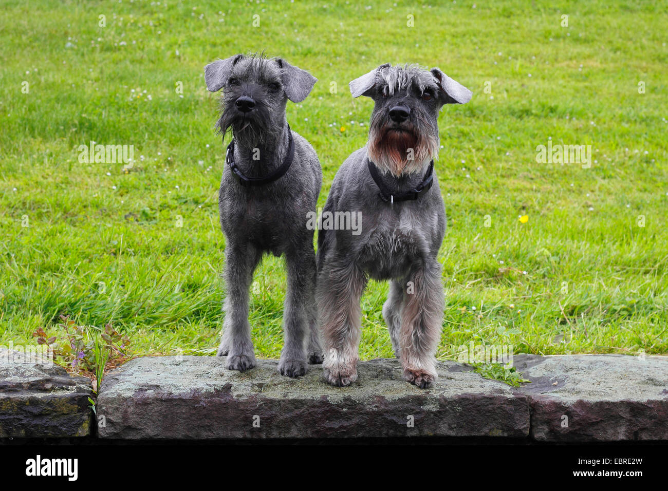 Miniature Schnauzer (Canis lupus f. familiaris), two females stand on a wall next to each other, Germany Stock Photo