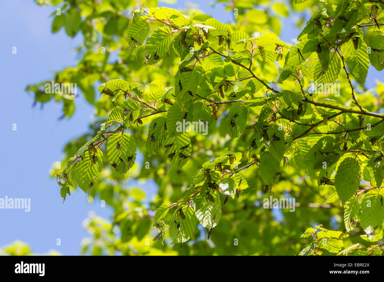 mayfly (cf. Ephemera vulgata), several imagines on leaves of a hornbeam after skinning, Germany, Bavaria Stock Photo
