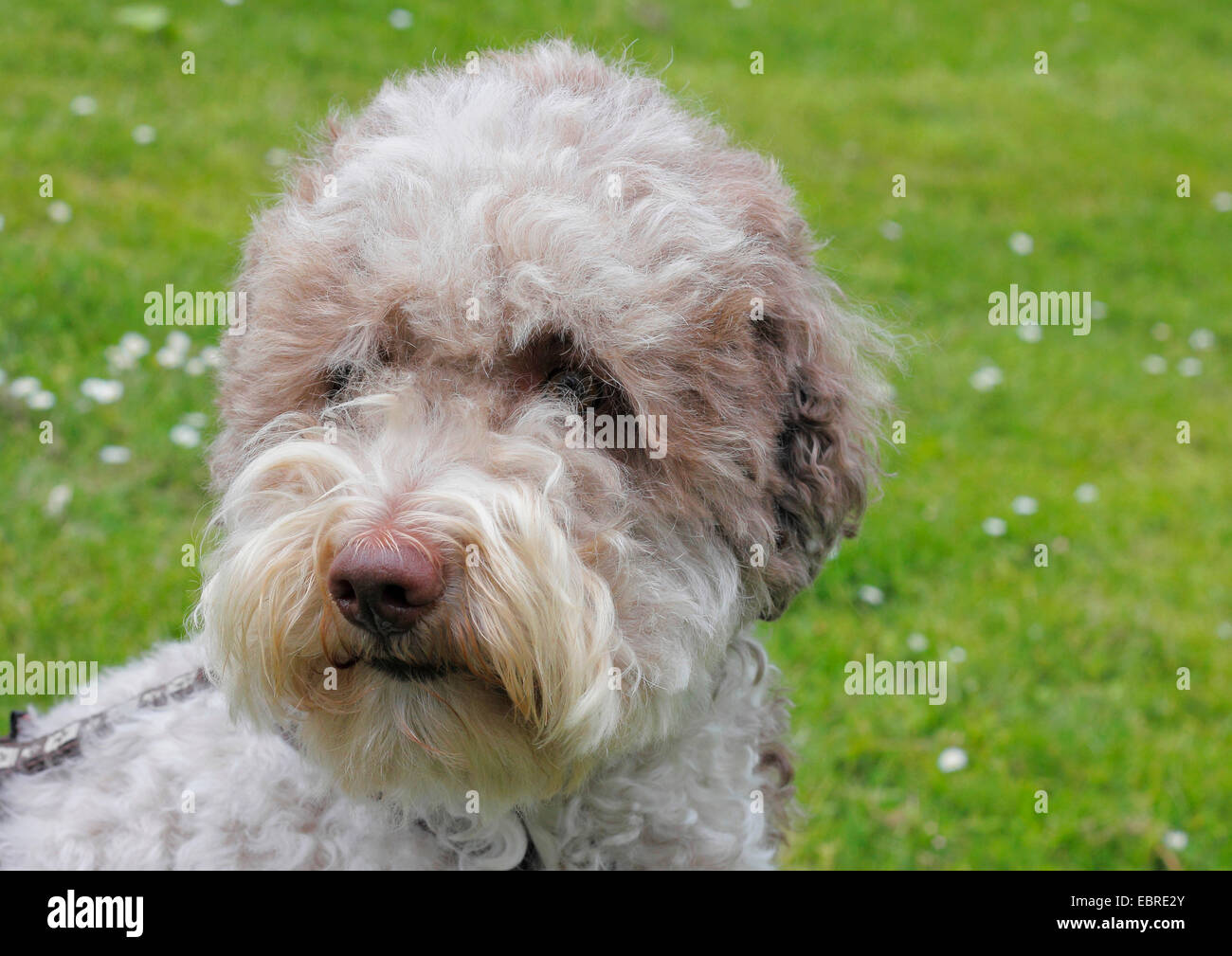 Italian Waterdog (Canis lupus f. familiaris), three year old female, portrait, Germany Stock Photo