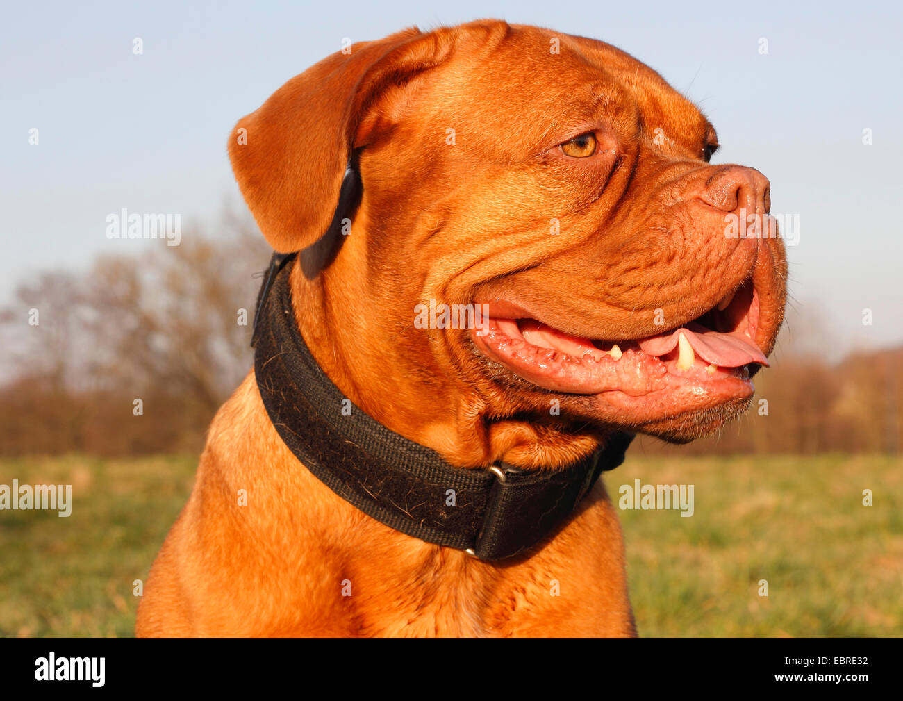 Dogue de Bordeaux (Canis lupus f. familiaris), four year old female, portrait, Germany Stock Photo