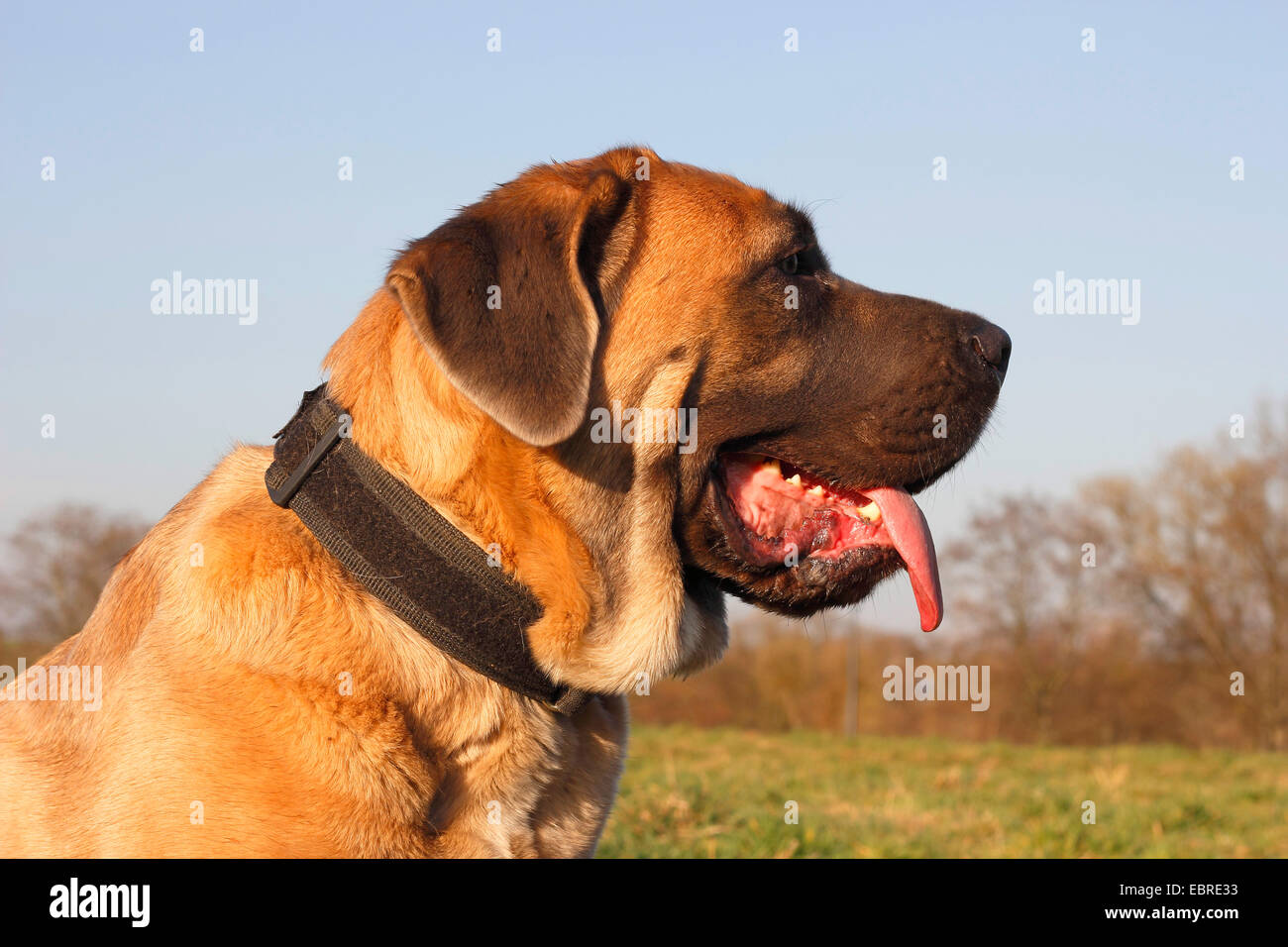 Cane Corso Italiano (Canis lupus f. familiaris), two year old female, portrait, Germany Stock Photo