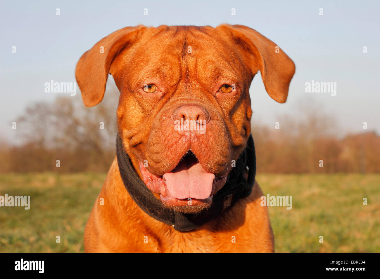 Dogue de Bordeaux (Canis lupus f. familiaris), four year old female, portrait, Germany Stock Photo