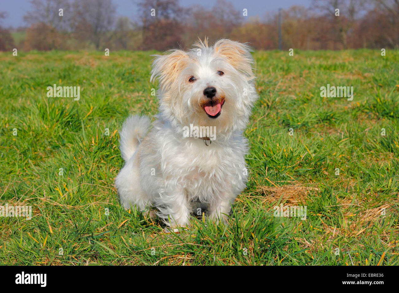 mixed breed dog (Canis lupus f. familiaris), nine year old male, Malteser Jack Russell mixed breed, sits in a meadow Stock Photo