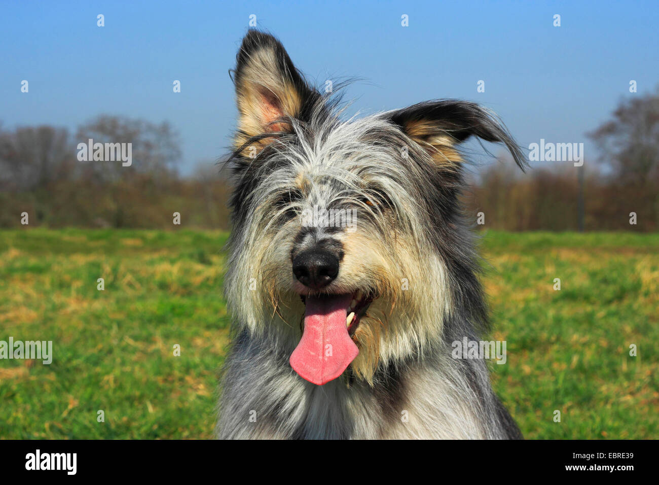 Berger de Picardie, Berger Picard (Canis lupus f. familiaris), three year old mixed breed, portrait, Germany Stock Photo