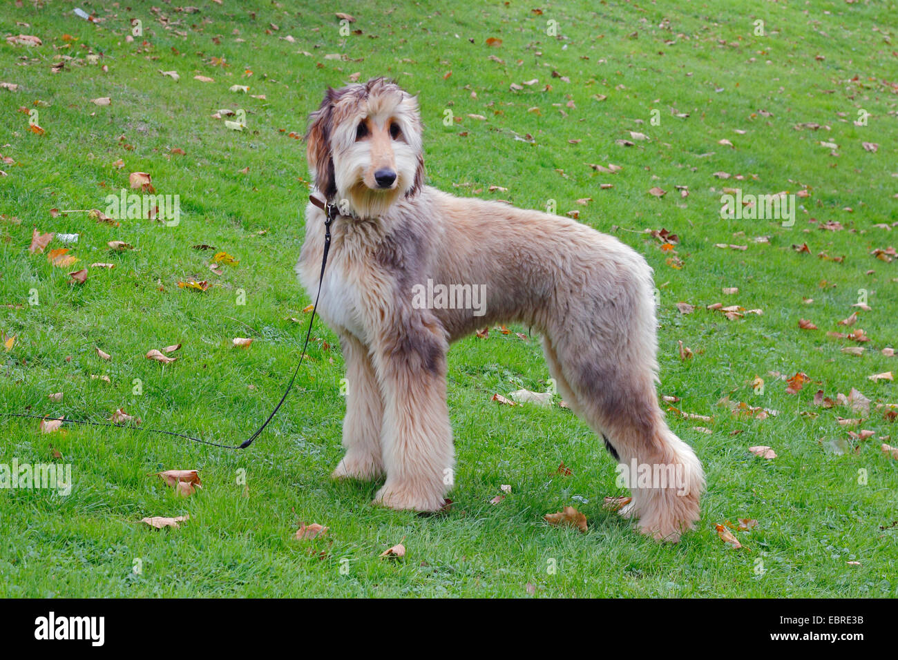Afghanistan Hound, Afghan Hound (Canis lupus f. familiaris), six month old Afghan Hound stands in a meadow Stock Photo