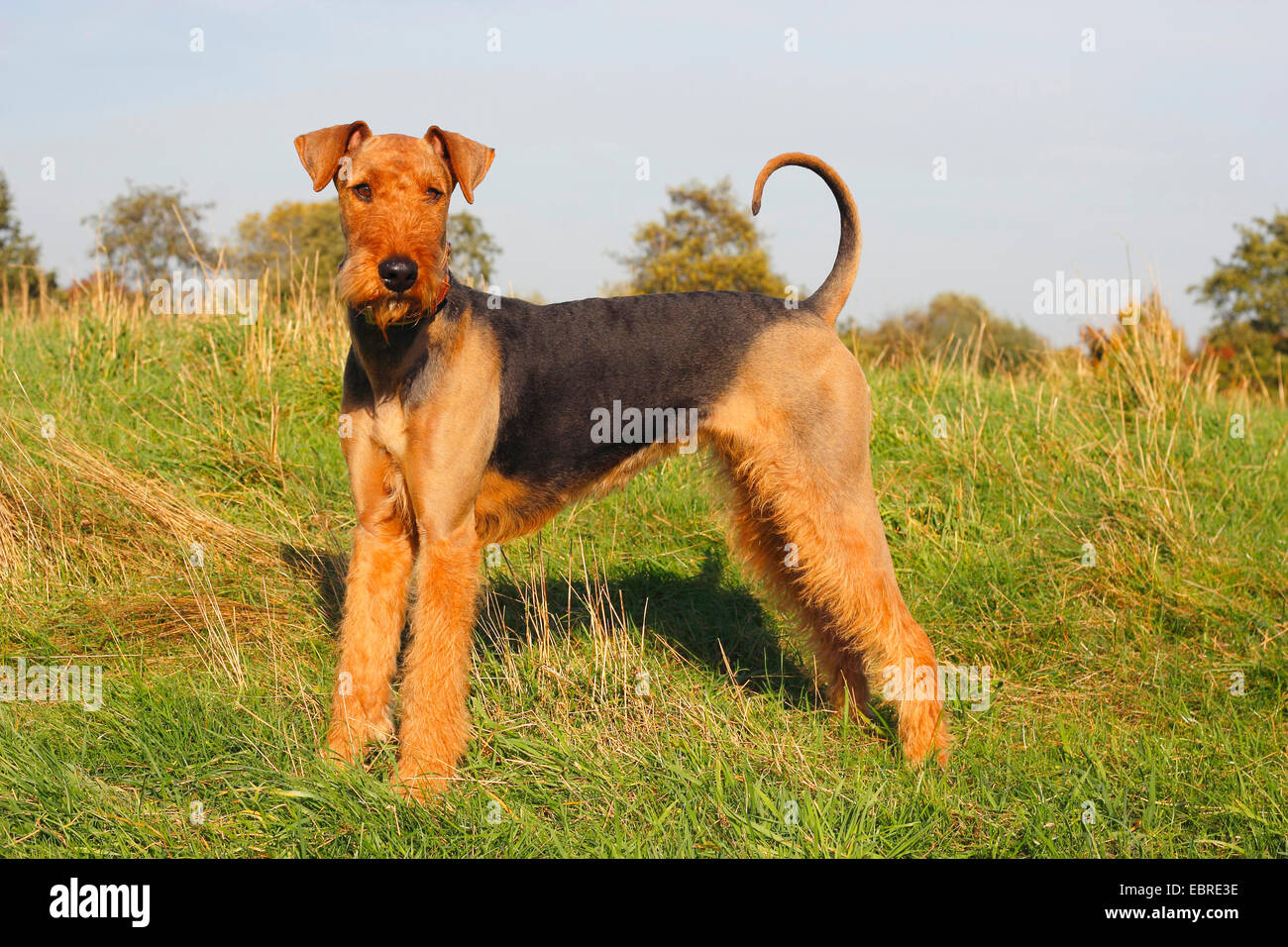 Airedale Terrier (Canis lupus f. familiaris), two year old female stands in a meadow, Germany Stock Photo