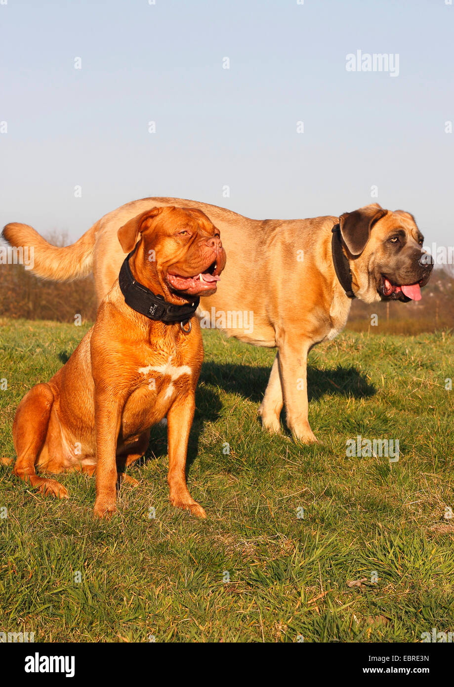 Cane dogue hotsell