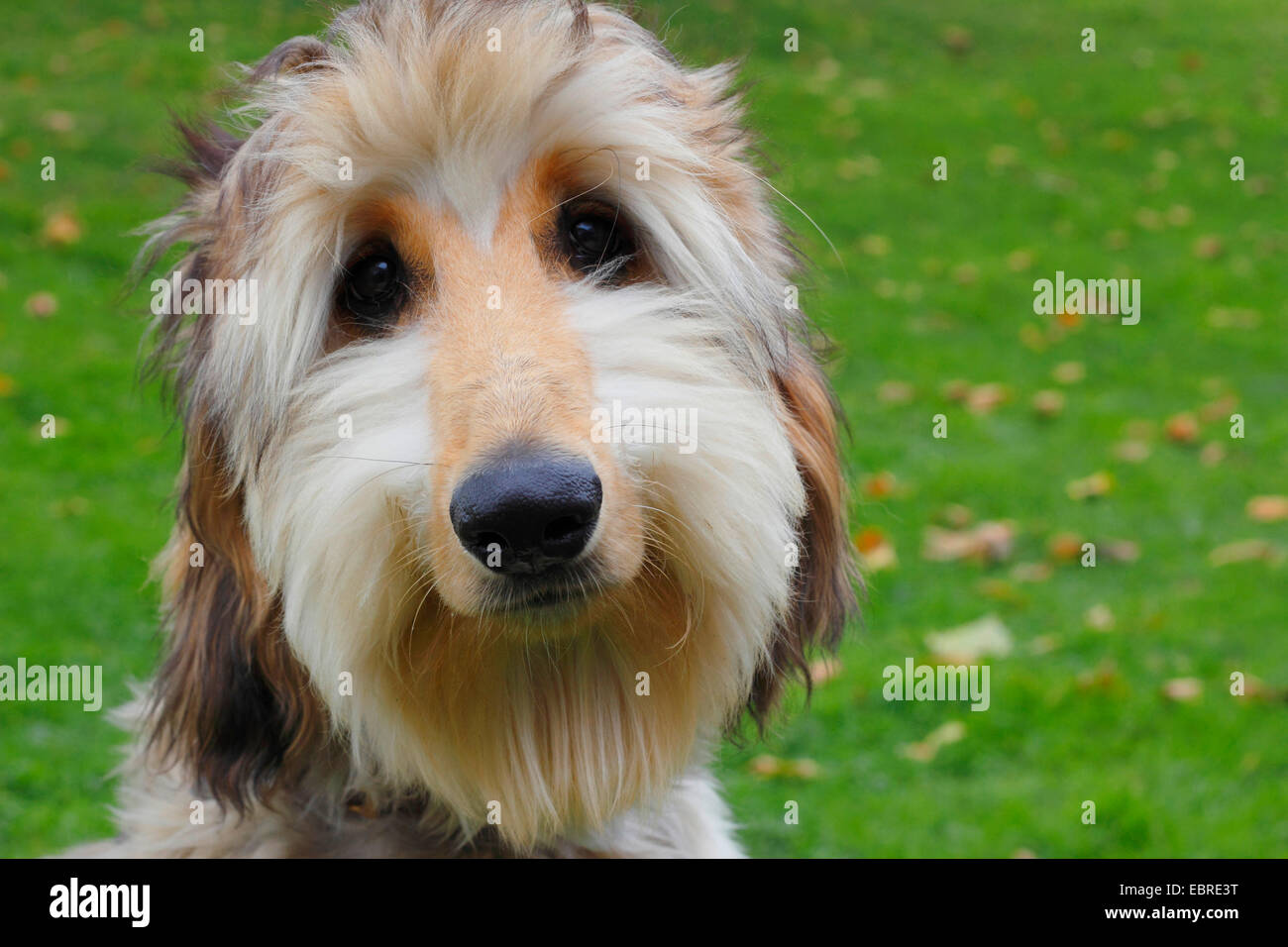 Afghanistan Hound, Afghan Hound (Canis lupus f. familiaris), six month old Afghan Hound Stock Photo