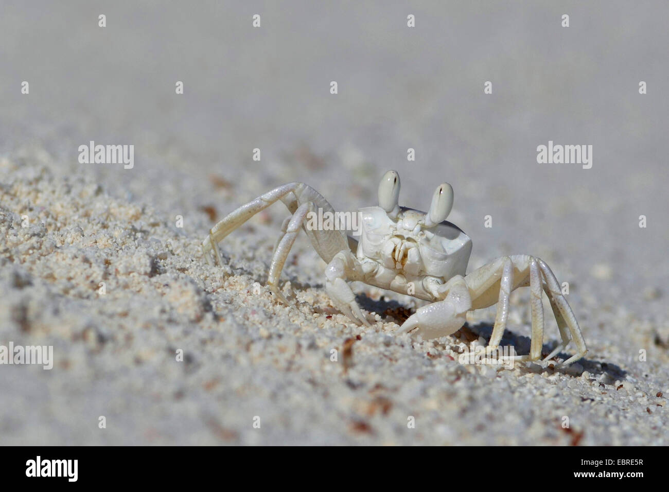 Ghost crab (Ocypode cordimana, Ocypode cordimanus), juvenile crab walking on the sandy beach, Seychelles, Bird Island Stock Photo