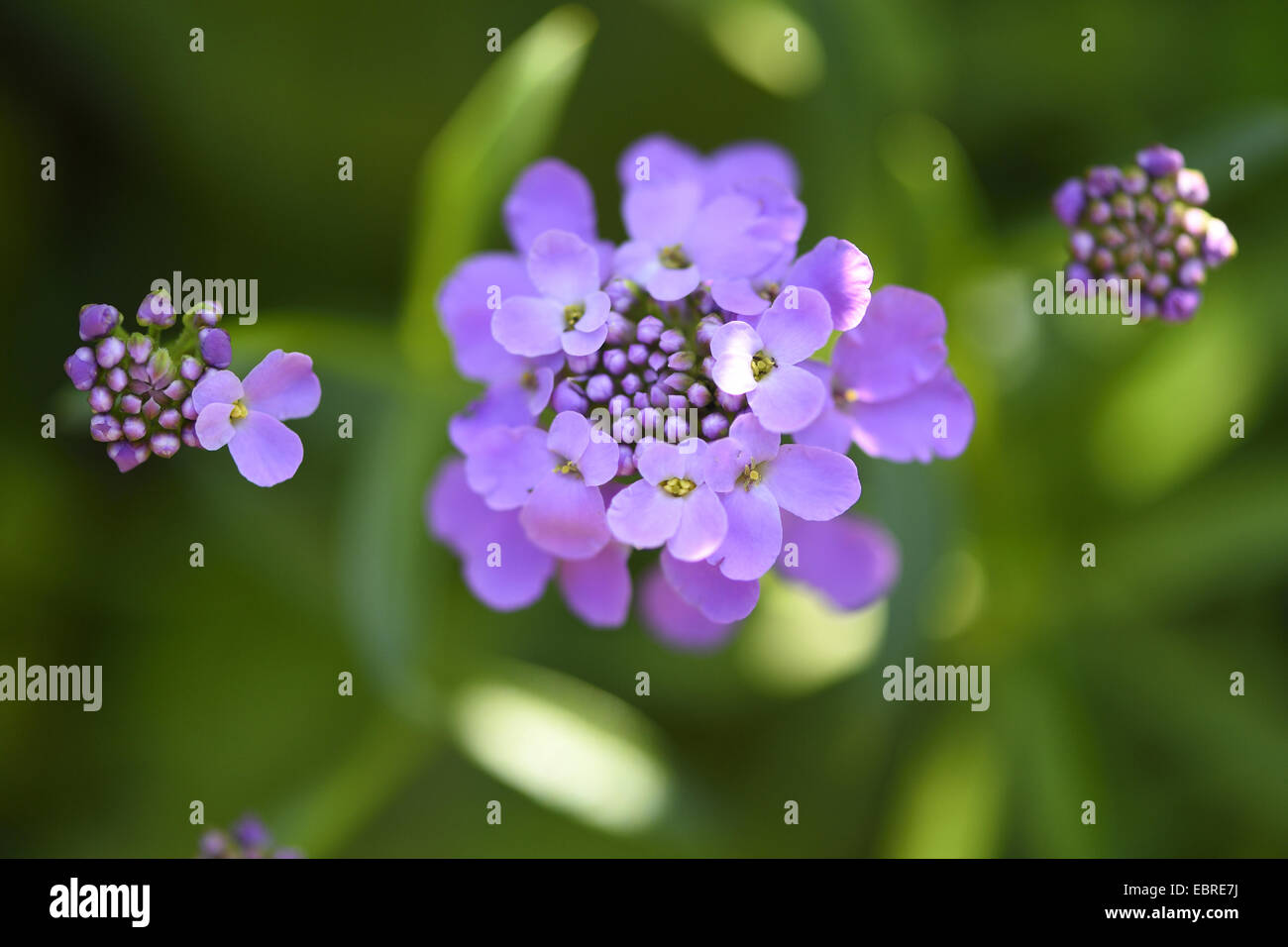 globe candytuft, umbellate candytuft, common candy-tuft (Iberis umbellata), blooming Stock Photo
